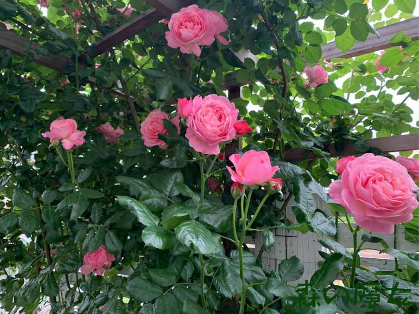 #SPG045,extremely similar to Flora Colonia 科隆百花园, German Climbing & Shrub Roses, Large, Strong fragrance.Heat-tolerant, disease-resistant, Non-Grafted/Own Root.