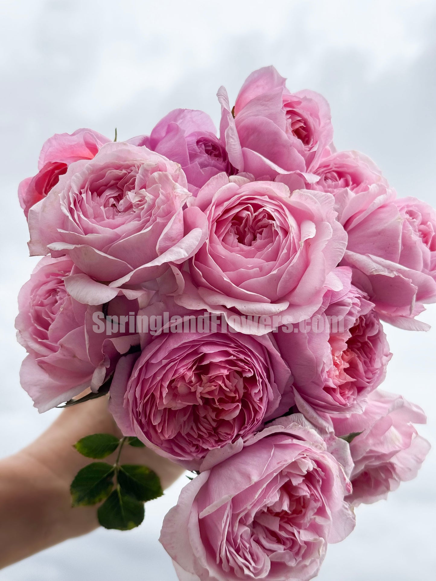 #SPJ159,Fée Clochette 铃之妖精, Floribunda Rose, Non-Grafted/Own Root.Yearlong flower buds. Perfect for small gardens.