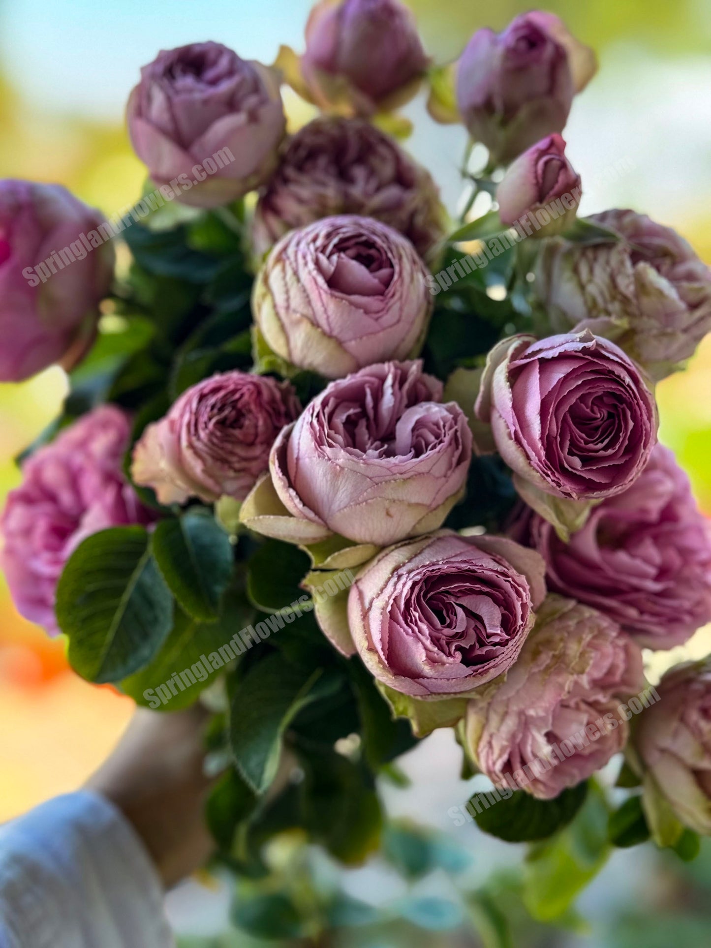#SPN088,Lavender Lace 薰衣草蕾丝, Florist Shrub Rose, Non-Grafted/Own Root.