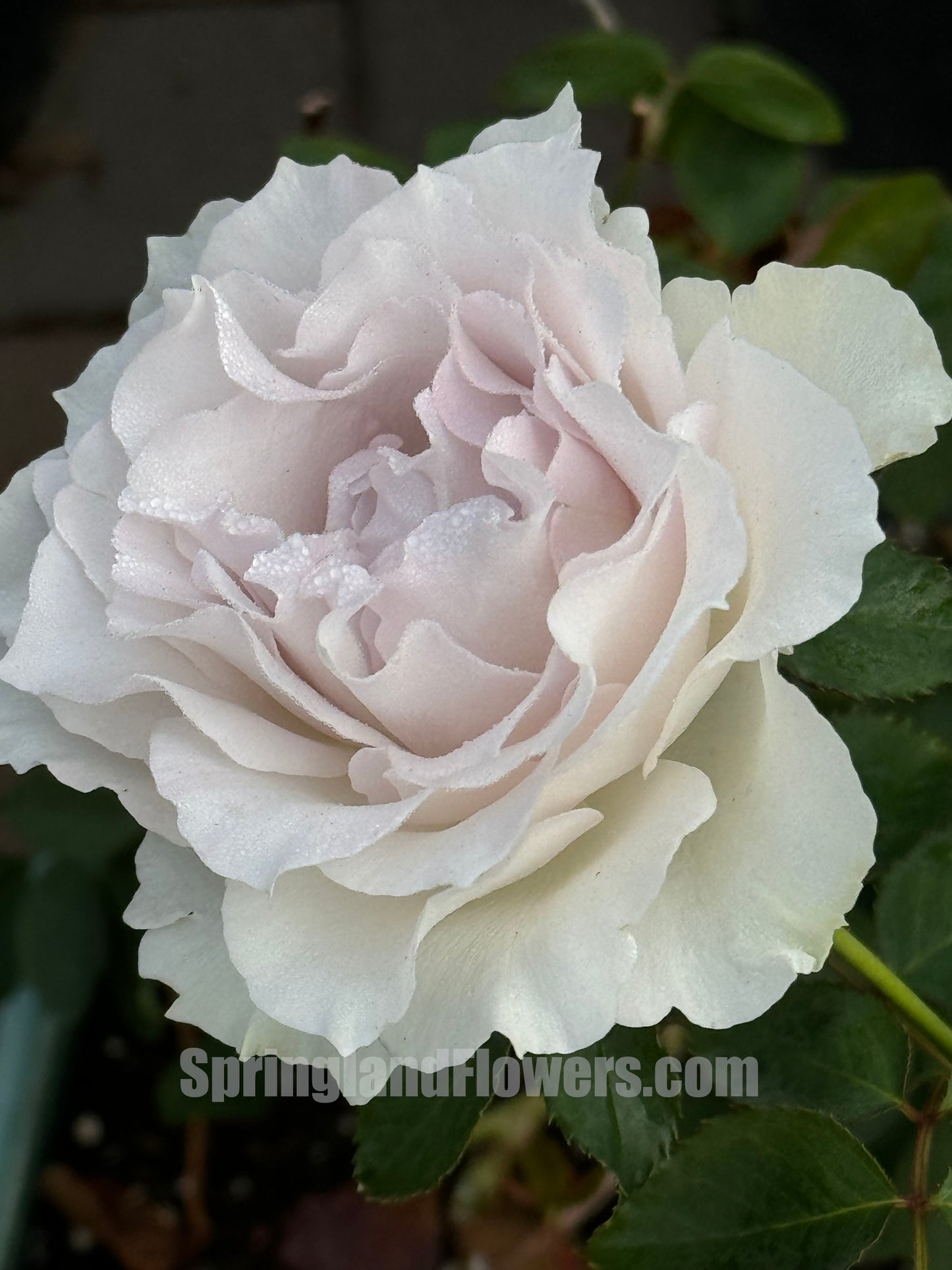 #SPJ101,Saphiret 莎菲天使 , Japanese Shrub Rose,Non-Grafted/Own Root.