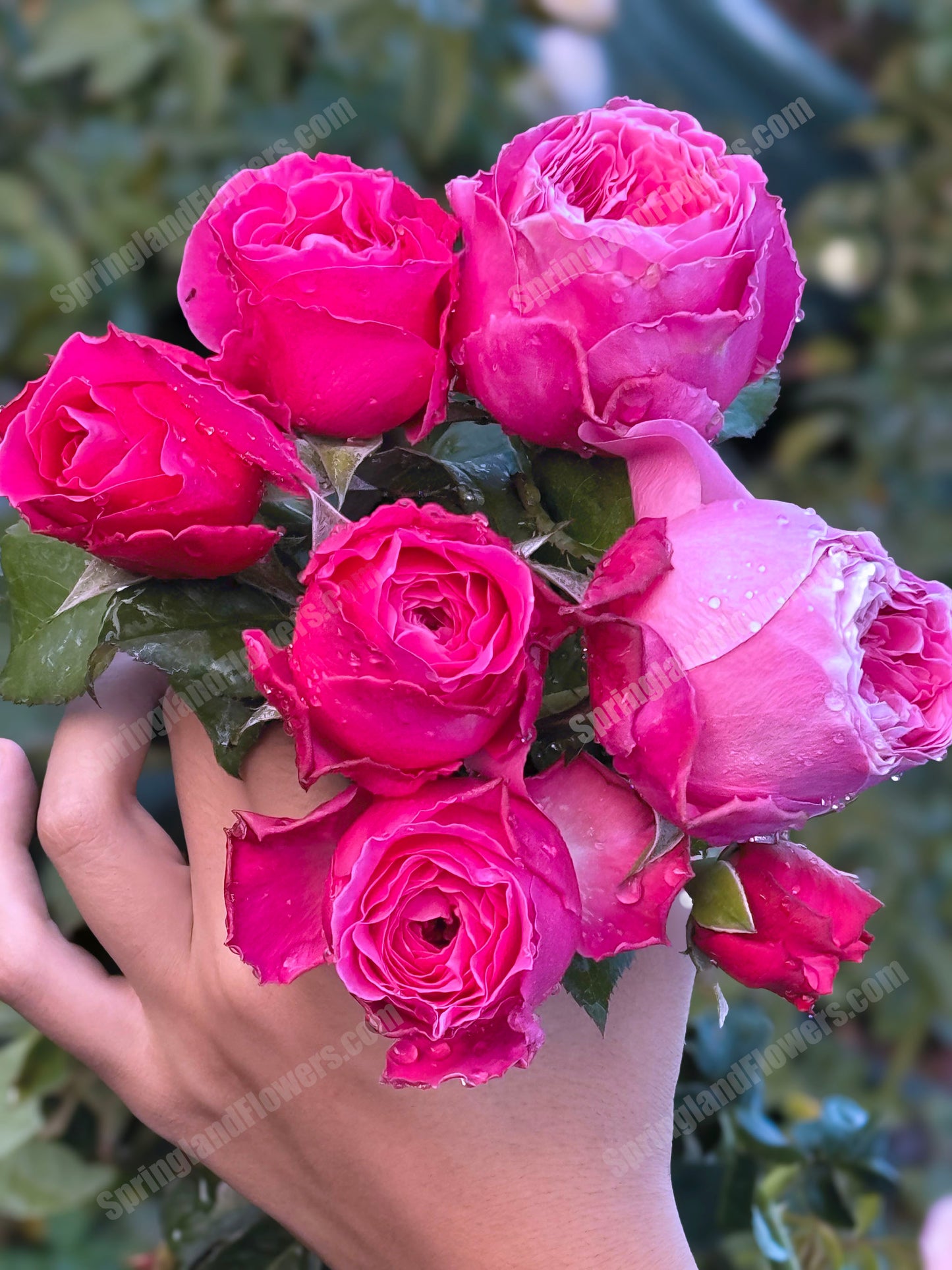 #SPJ110,Yu-zen 友禅, Japanese Florist Shrub Rose, Non-Grafted/Own Root.