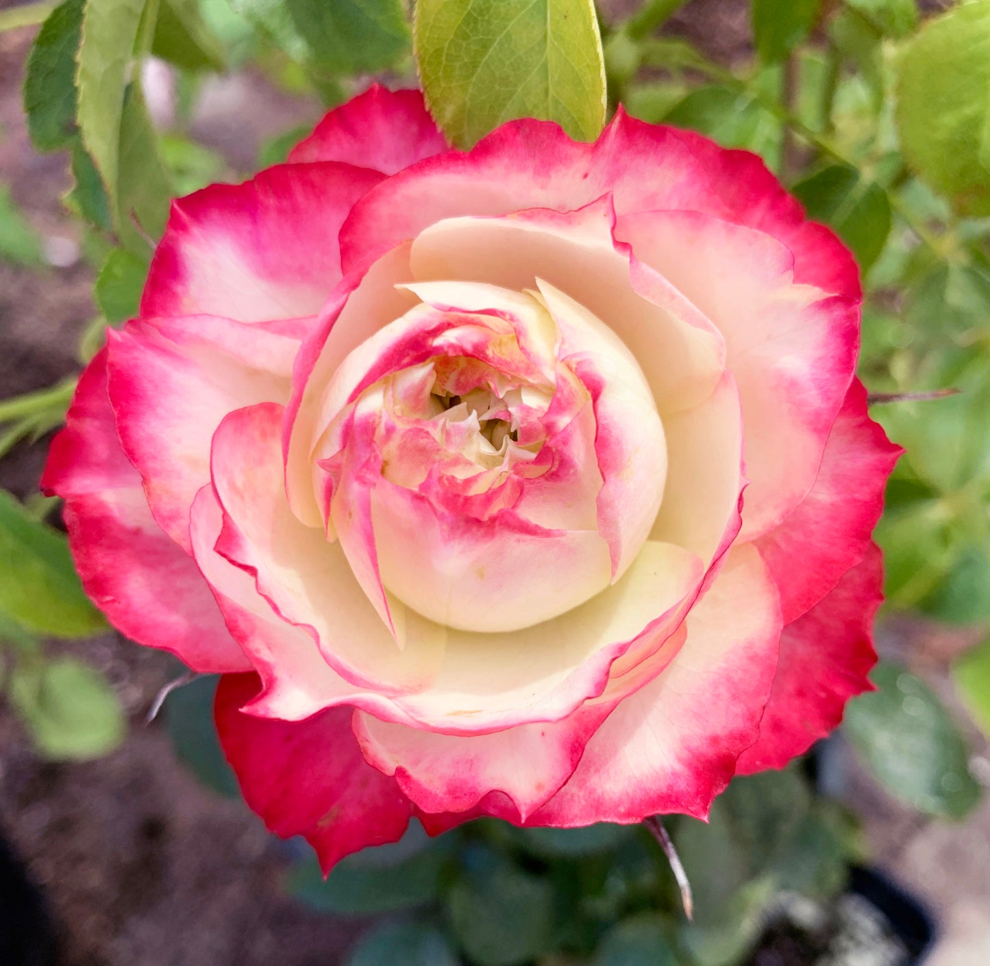 Rose Apple Jack 苹果杰克, Non-Grafted/Own Root. disease-resistant plant, Continual Blooming.