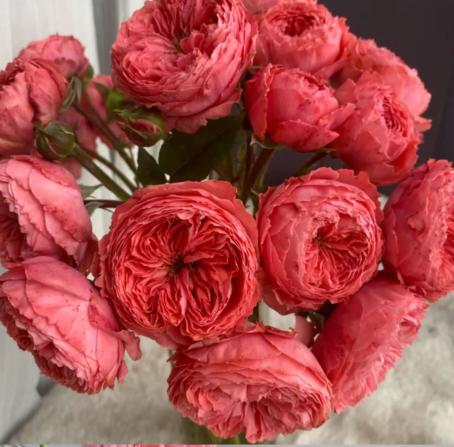 #SPC206, Flamingo 火烈鸟, Shrub Rose, upright, Strong Cold And Disease Resistance, Moderately Fragrant, Non-Grafted/Own Root.