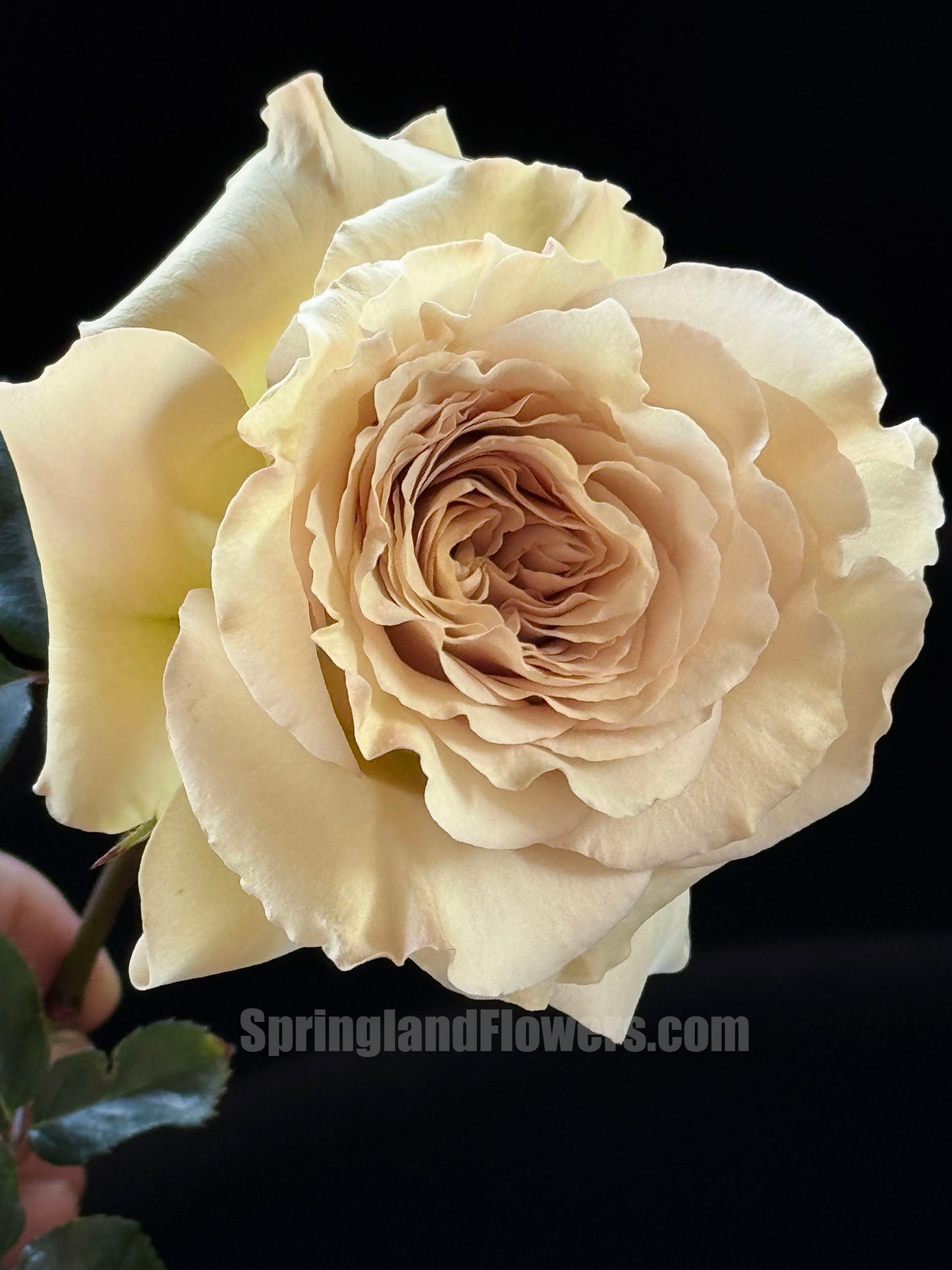 #SPJ169, Winged Angel of Light /Ailes 第九天使/光之翼天使 , Japanese Shrub Rose Non-Grafted/Own Root.河本纯子.