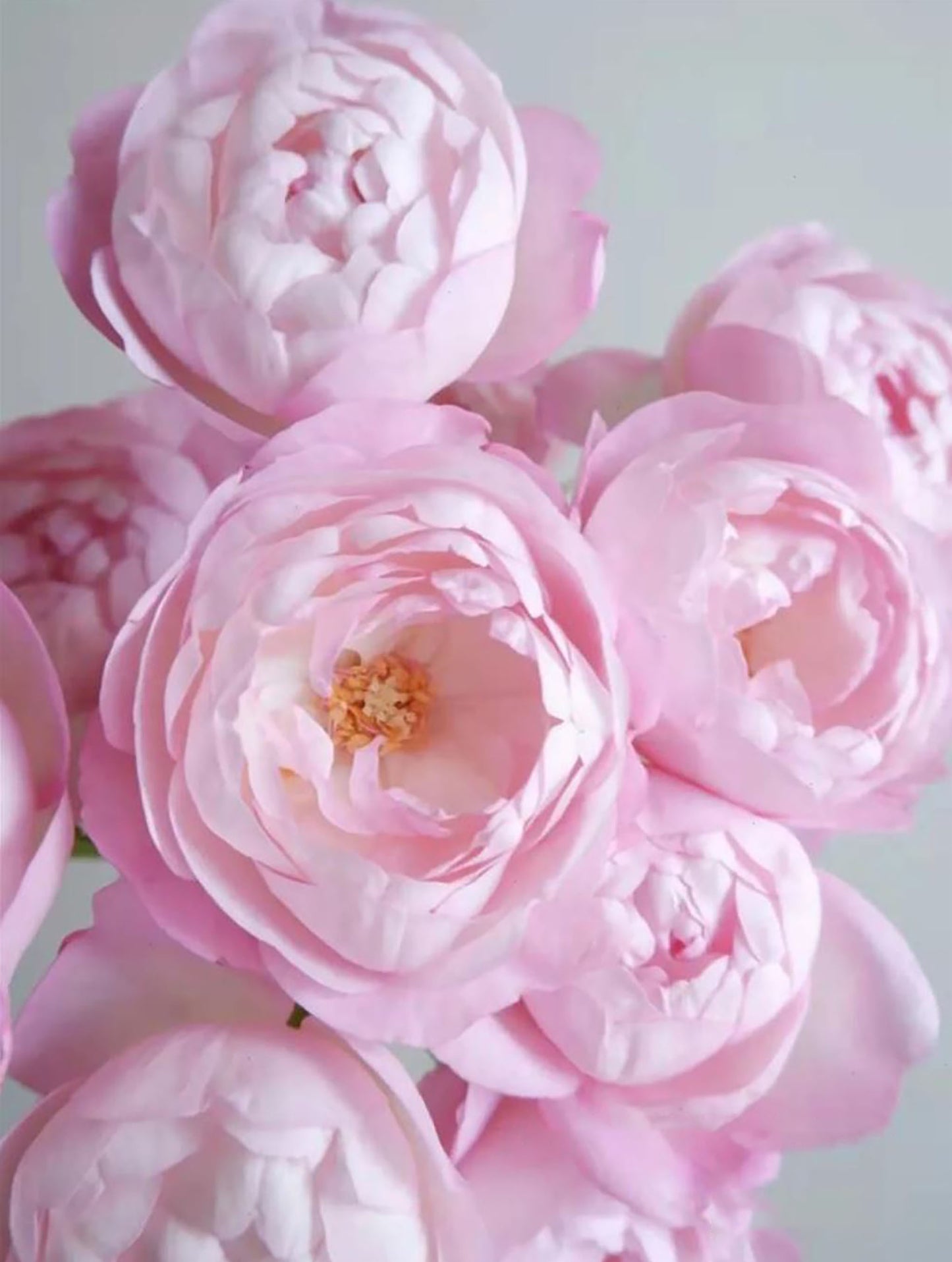 #SPJ111 , Strawberry Macaron草莓杏仁饼,Japanese Floribunda Rose, Non-Grafted/Own Root.