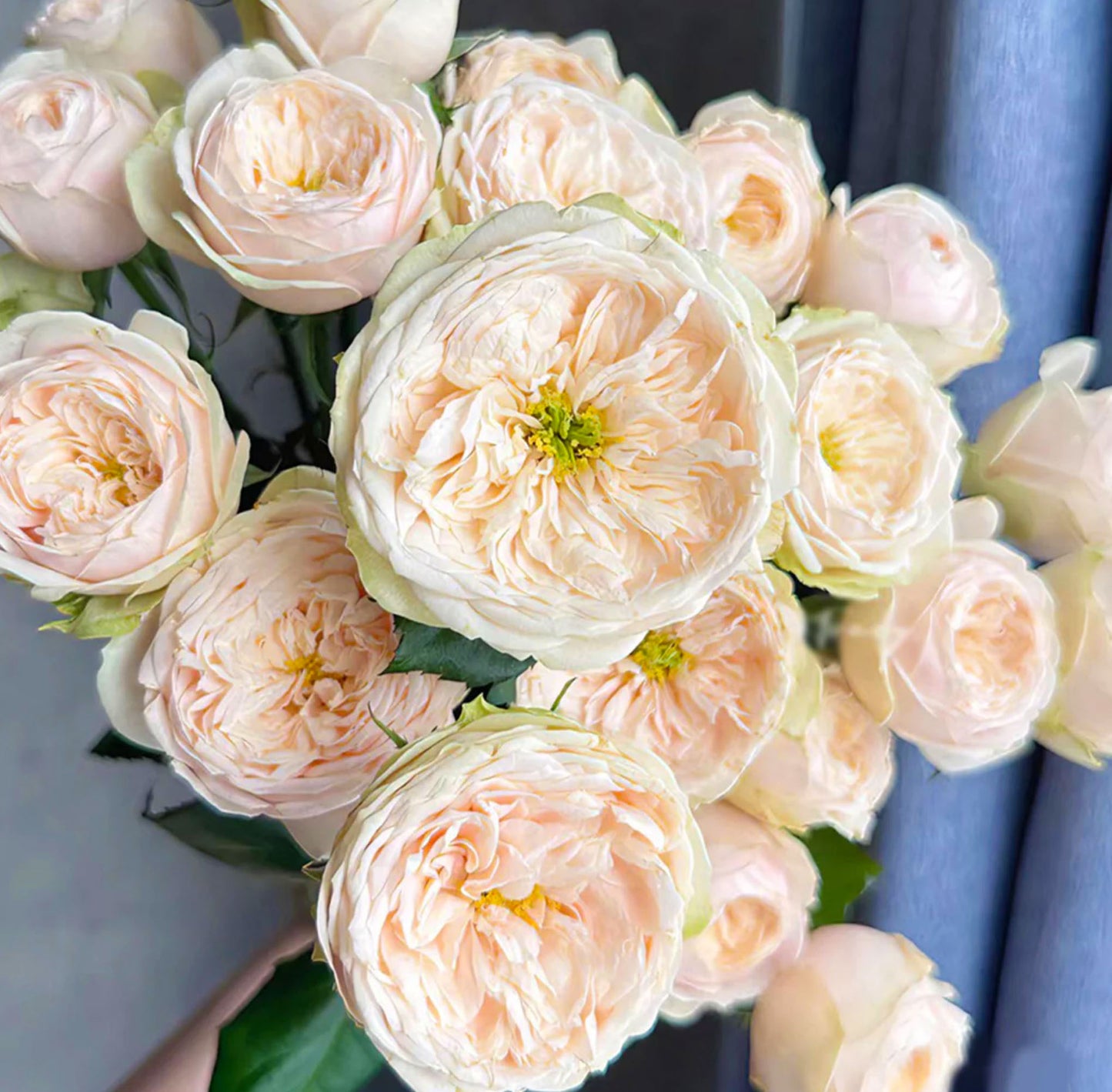 #SPN116, Darlington 达林顿, Florist Shrub Rose.