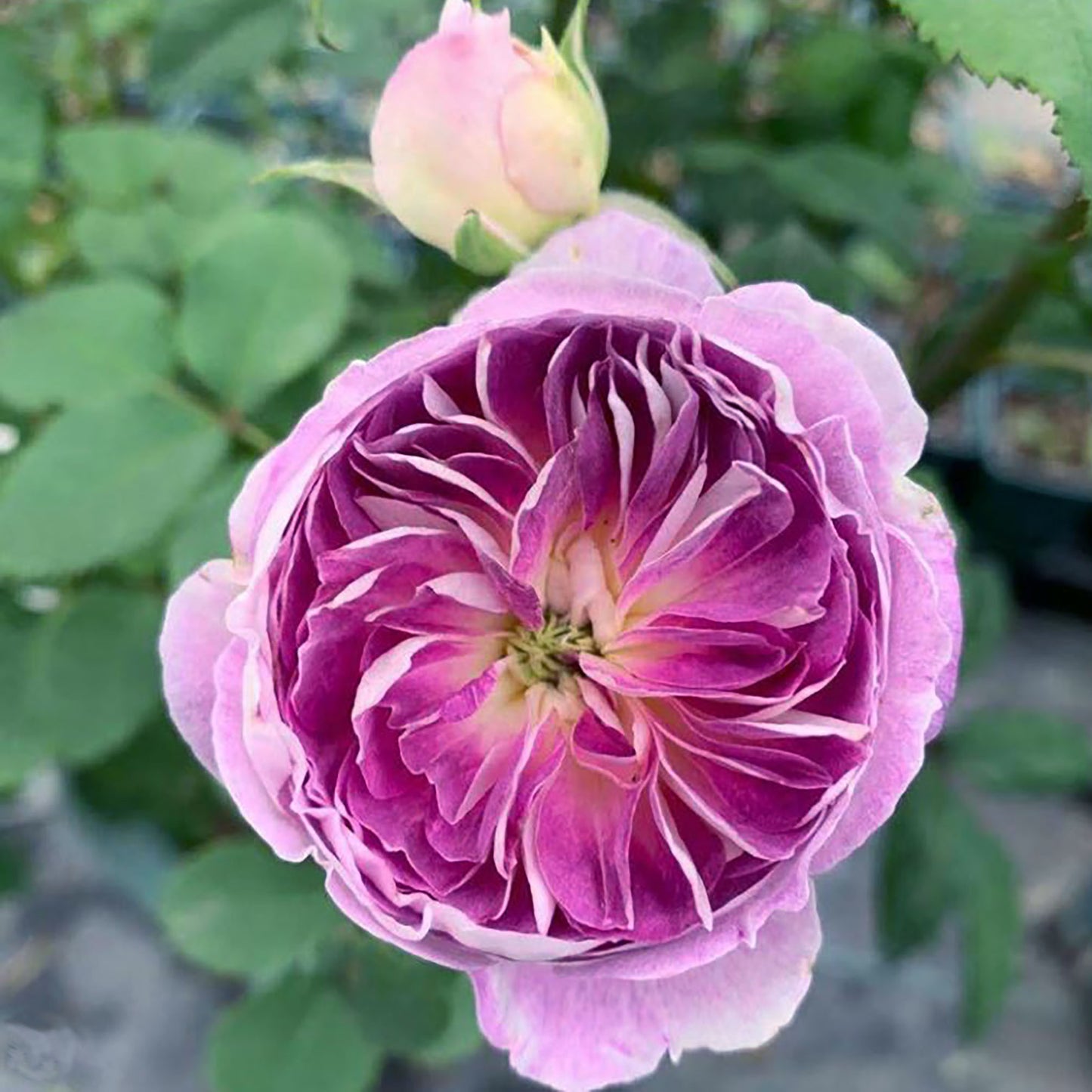 #SPJ012 , Blue Moon Stone 蓝月石, Japanese Floribunda Rose, Non-Grafted/Own Root.