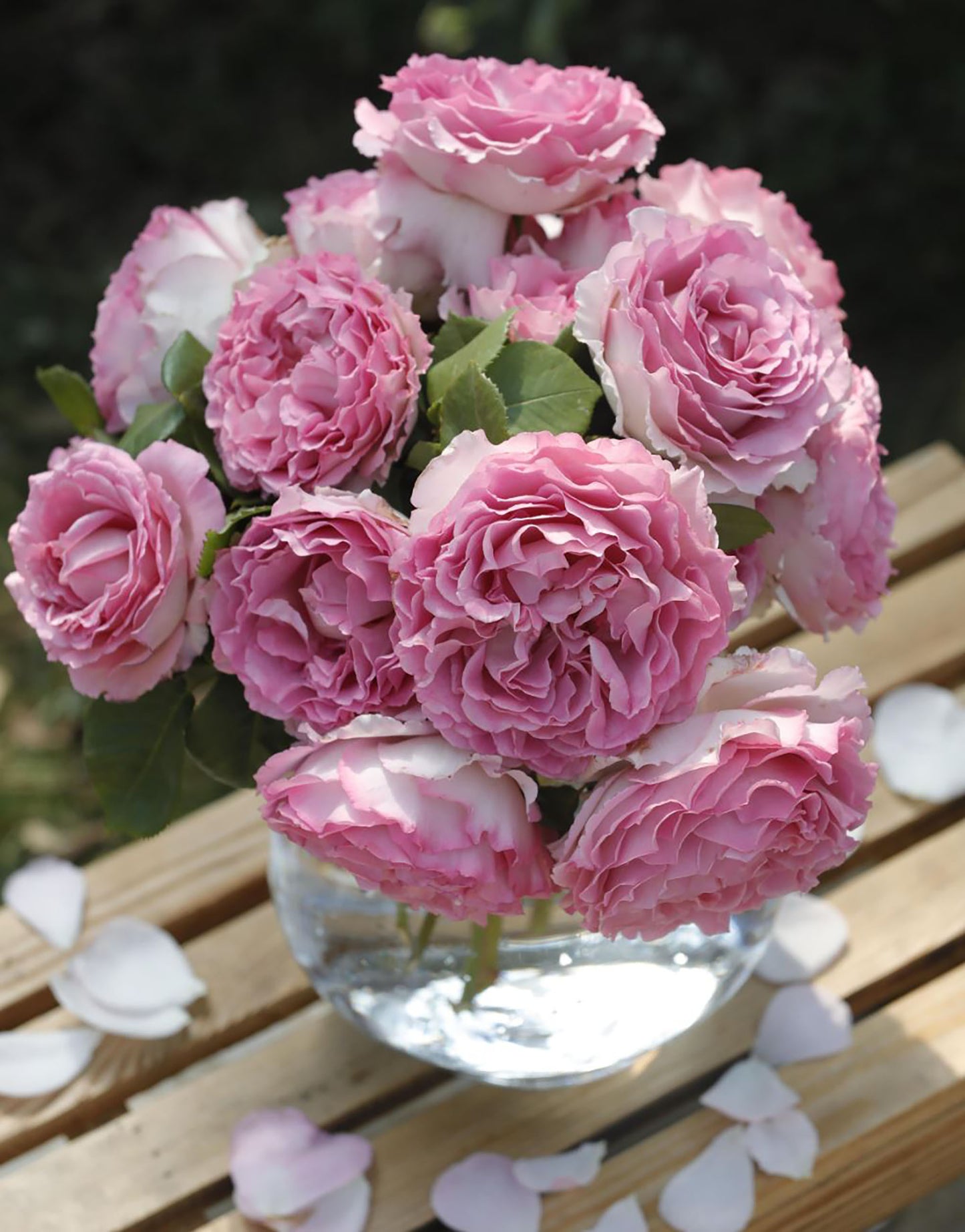 #SPC232,Silk Garment 罗衣,Thornless Climbing Rose , Rich Frangrance, Non-Grafted/Own Root.