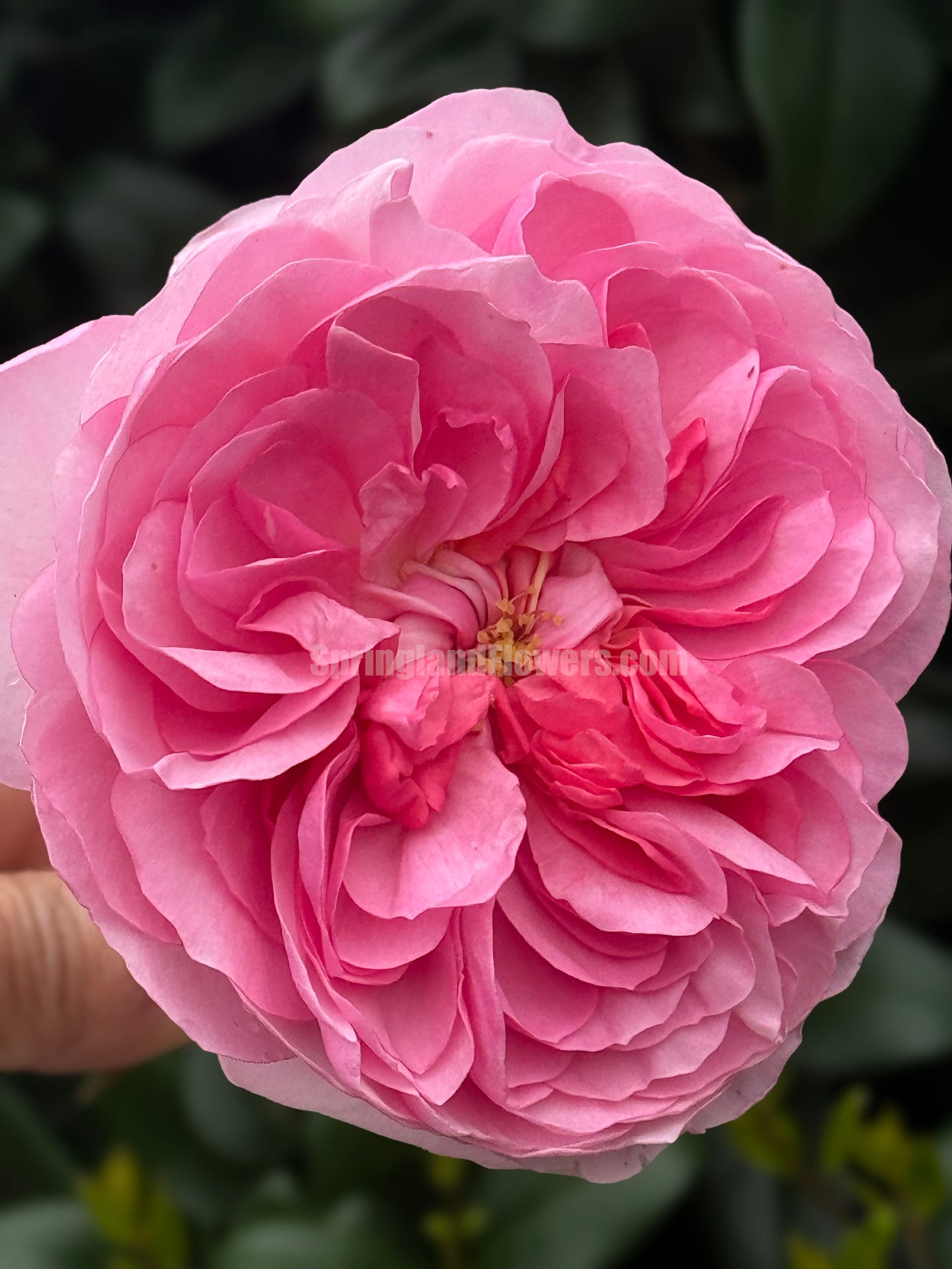 #SPJ139,Ruban 河本丝带,Japanese Floribunda Rose, Non-Grafted/Own Root.