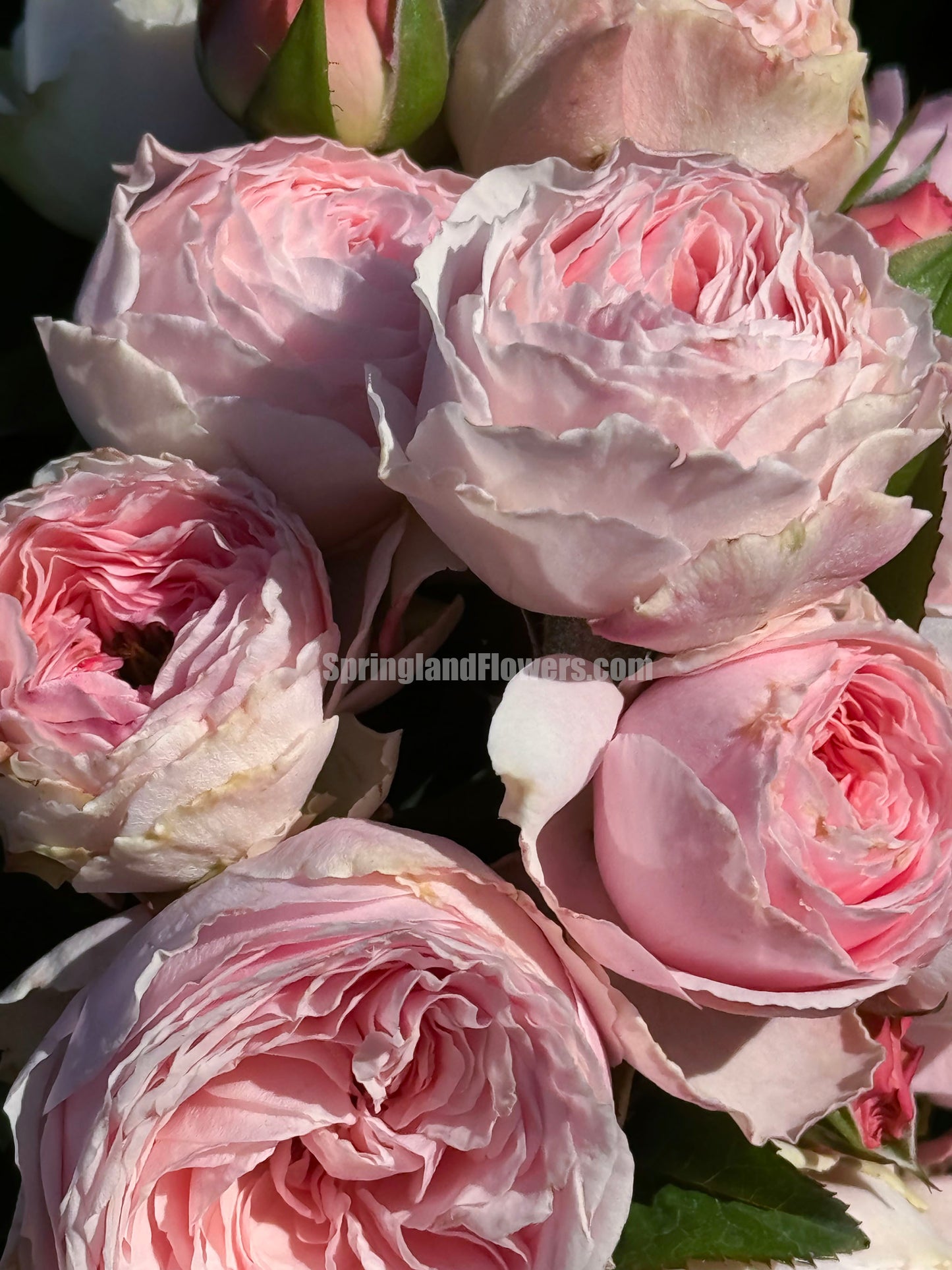 M-Pink Moon 粉月亮,Japases Floribunda Rose, Florists Rose. Thornless, Heat-tolerant, disease-resistant, Non-Grafted/Own Root.