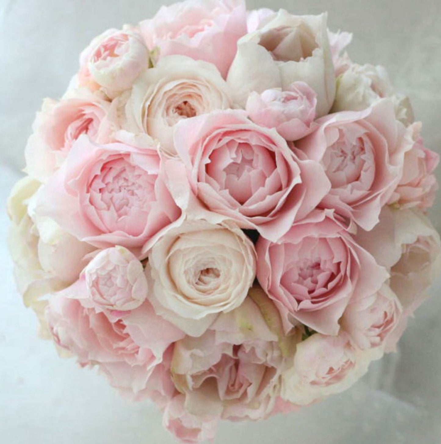#SPJ167, Yuka 芳香之杯,Japanese Shrub Rose,Non-Grafted/Own Root.