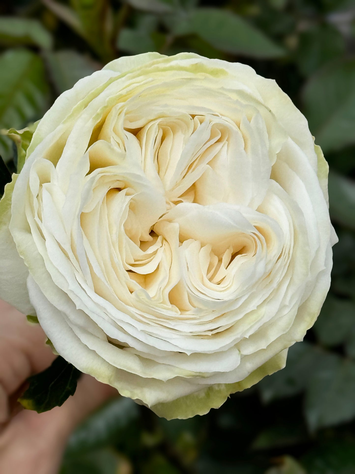 #SPJ145,Roads of wedding 婚礼之路,Japanese Florist Shrub Rose. Non-Grafted/Own Root.