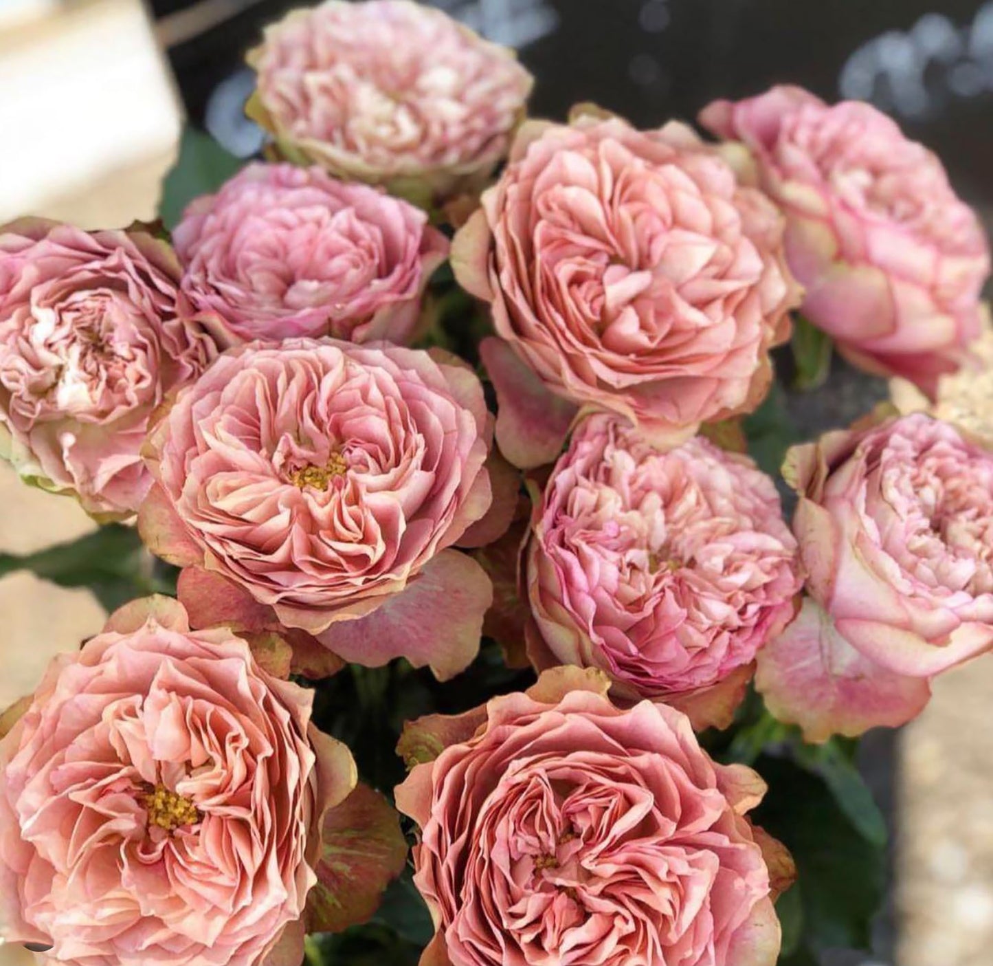 #SPJ106, Last Night on Earth 地球末夜,Japanese Shrub Rose, Non-Grafted/Own Root.