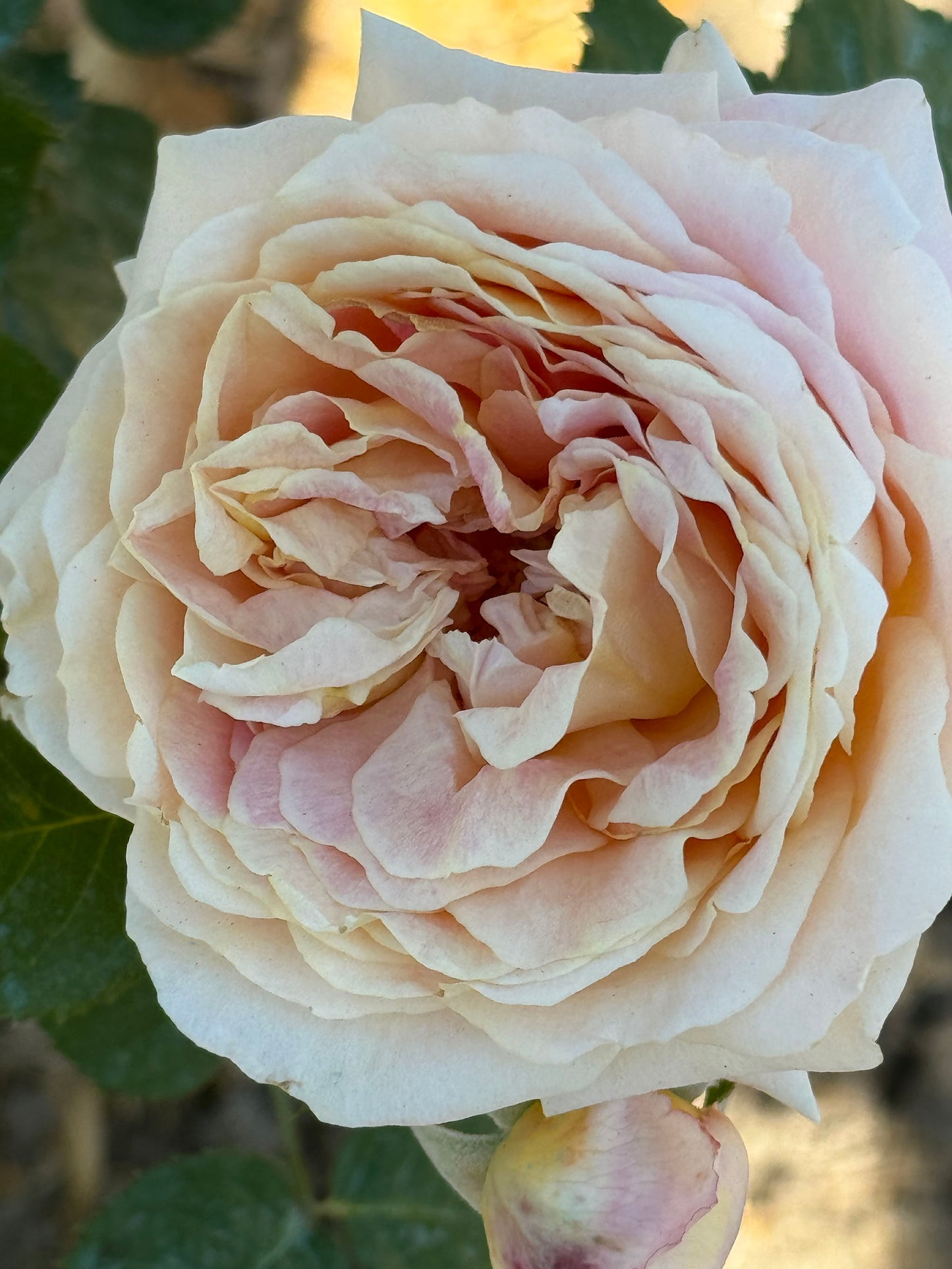 Fun in the Sun, Floribunda Rose,Heat-tolerant, disease-resistant, Non-Grafted/Own Root.
