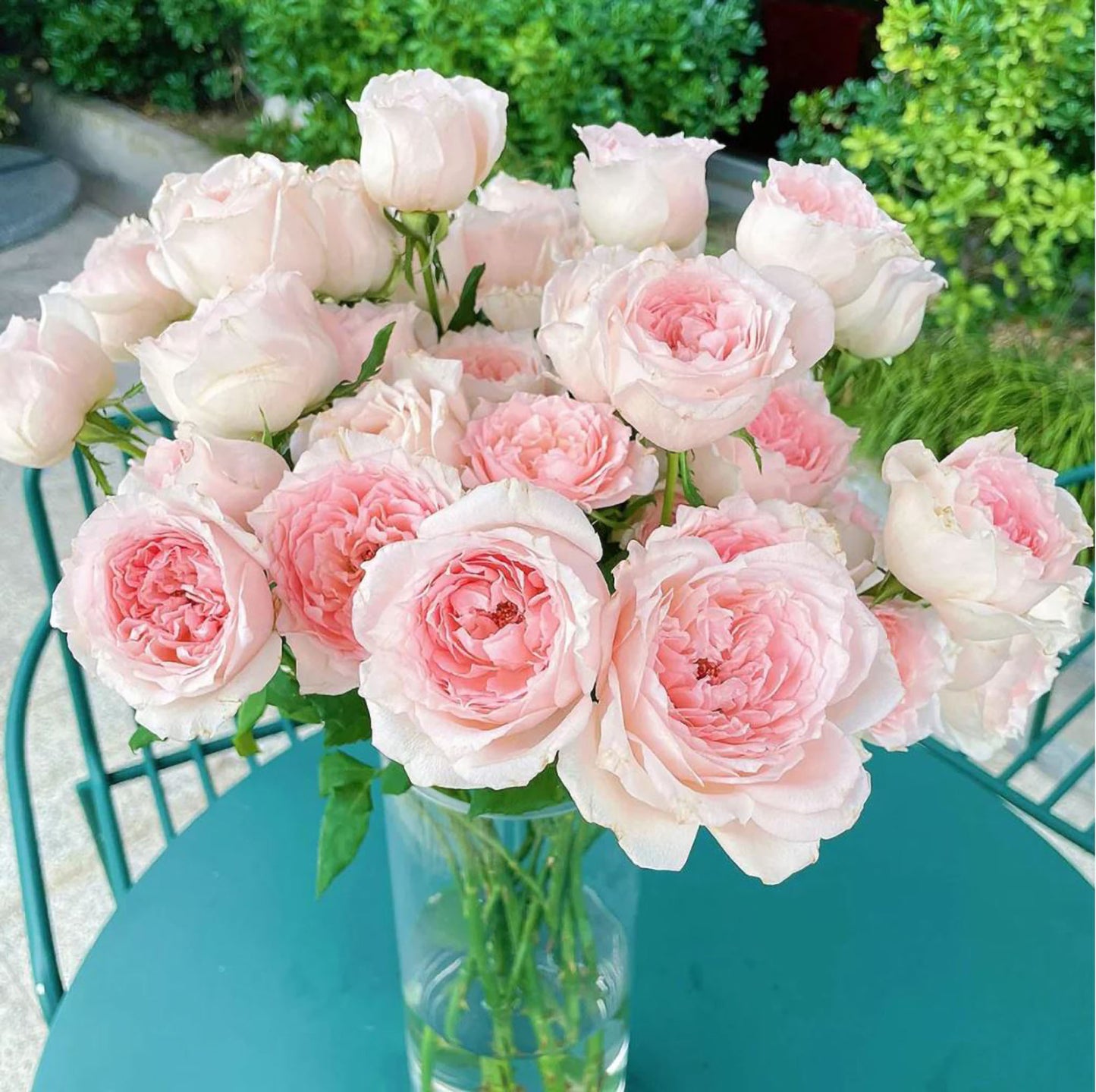 #SPJ115, Flow 涌流, Japanese Florist Shrub Rose.