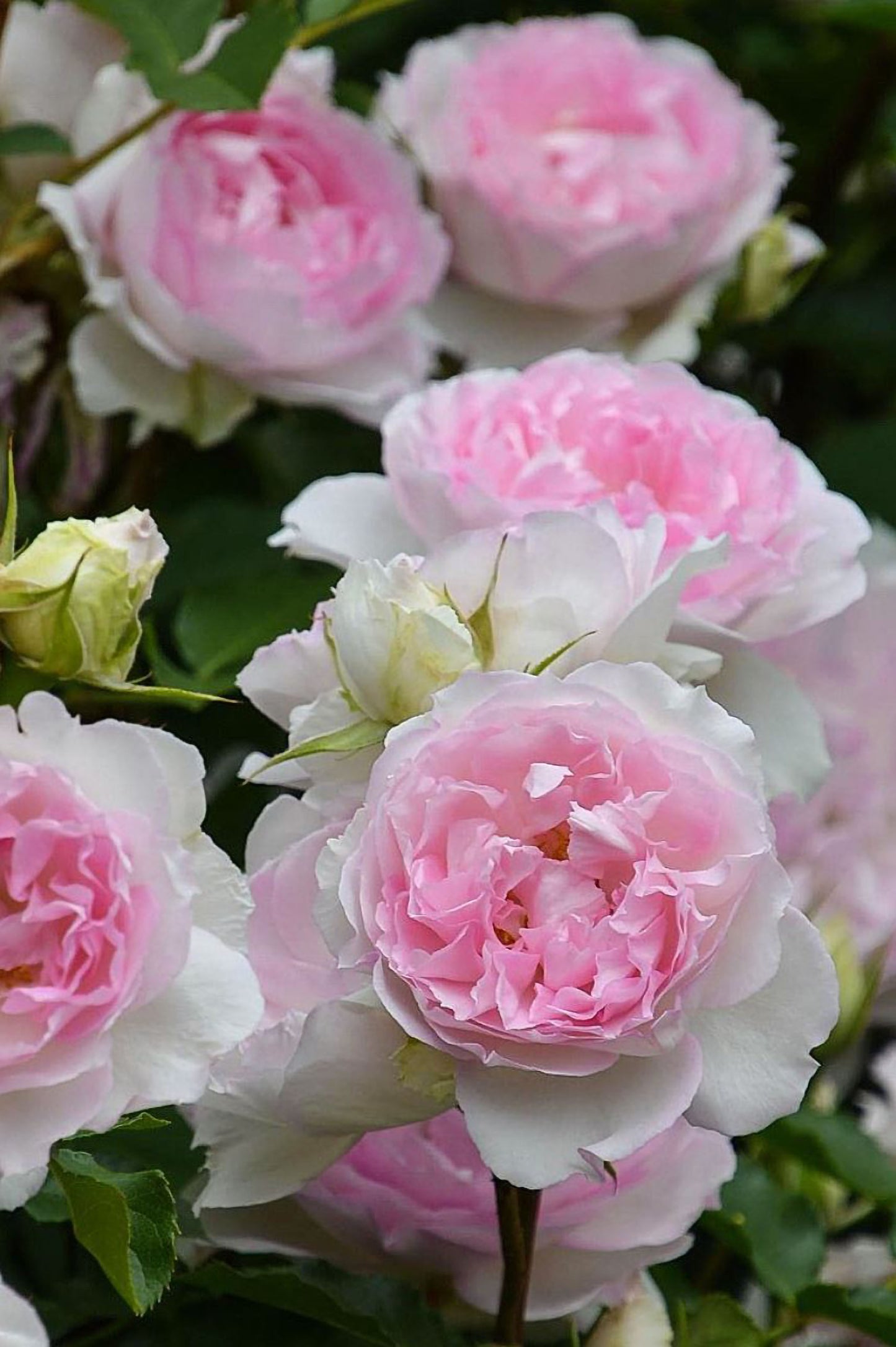 #SPJ162, NEW! Martha 玛莎, Japanese Climbing Rose, Non-Grafted/Own Root.