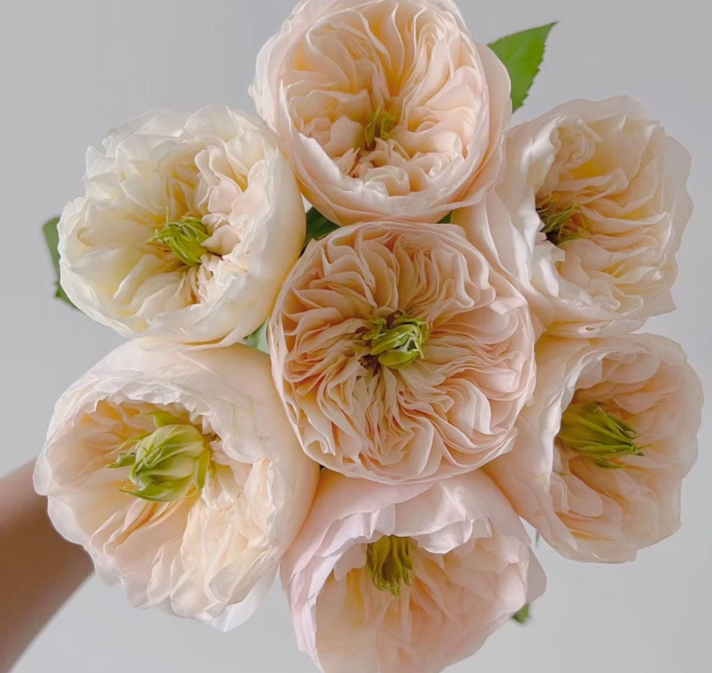#SPJ152, Extremely Similar to Tinkerbell 昭君,Florist Shrub Rose, Non-Grafted/Own Root.