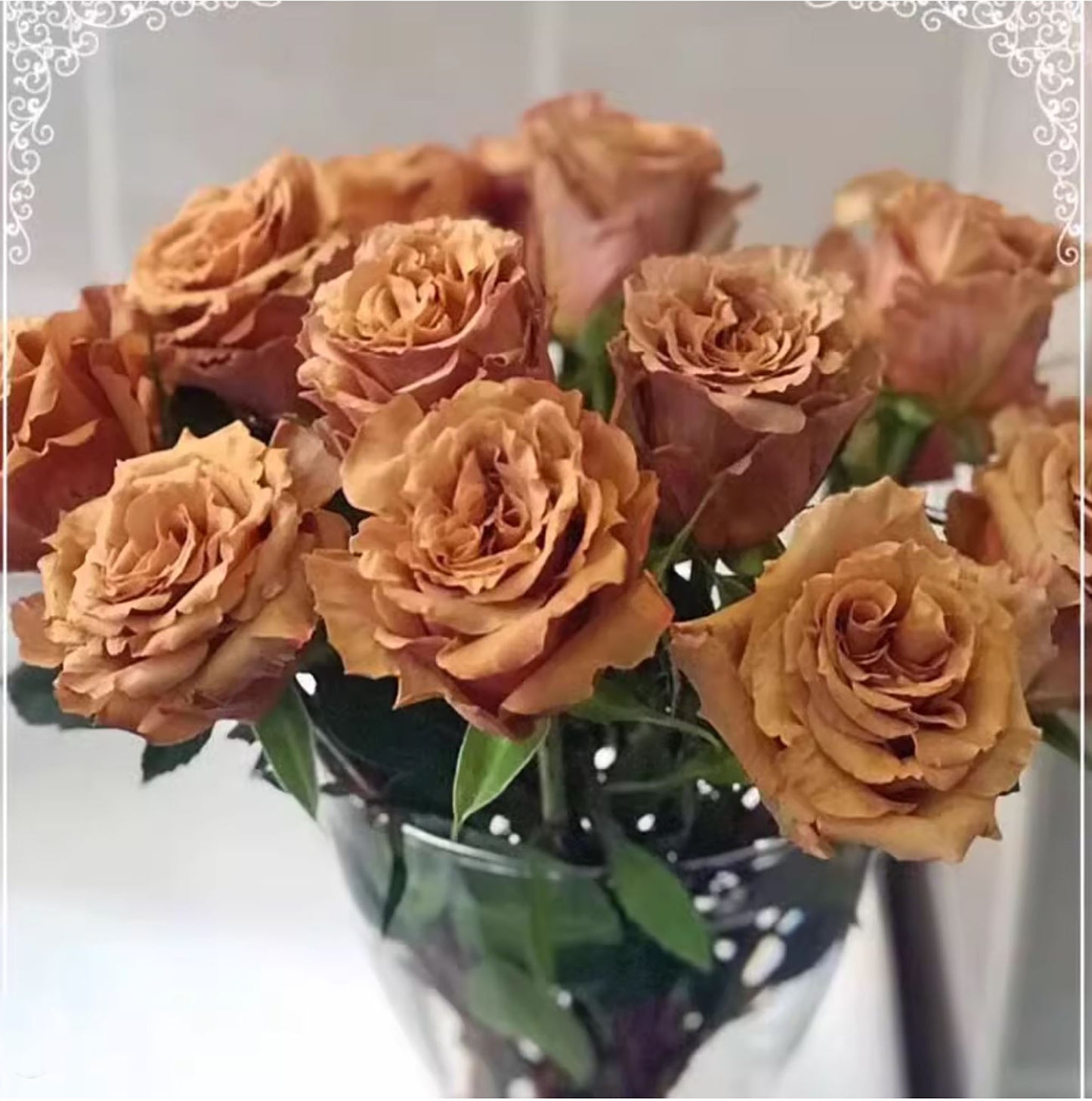 #SPQ069, Toffee 太妃糖, Shrub Rose, Strong Disease Resistance, Long flowering period, Non-Grafted/Own Root.
