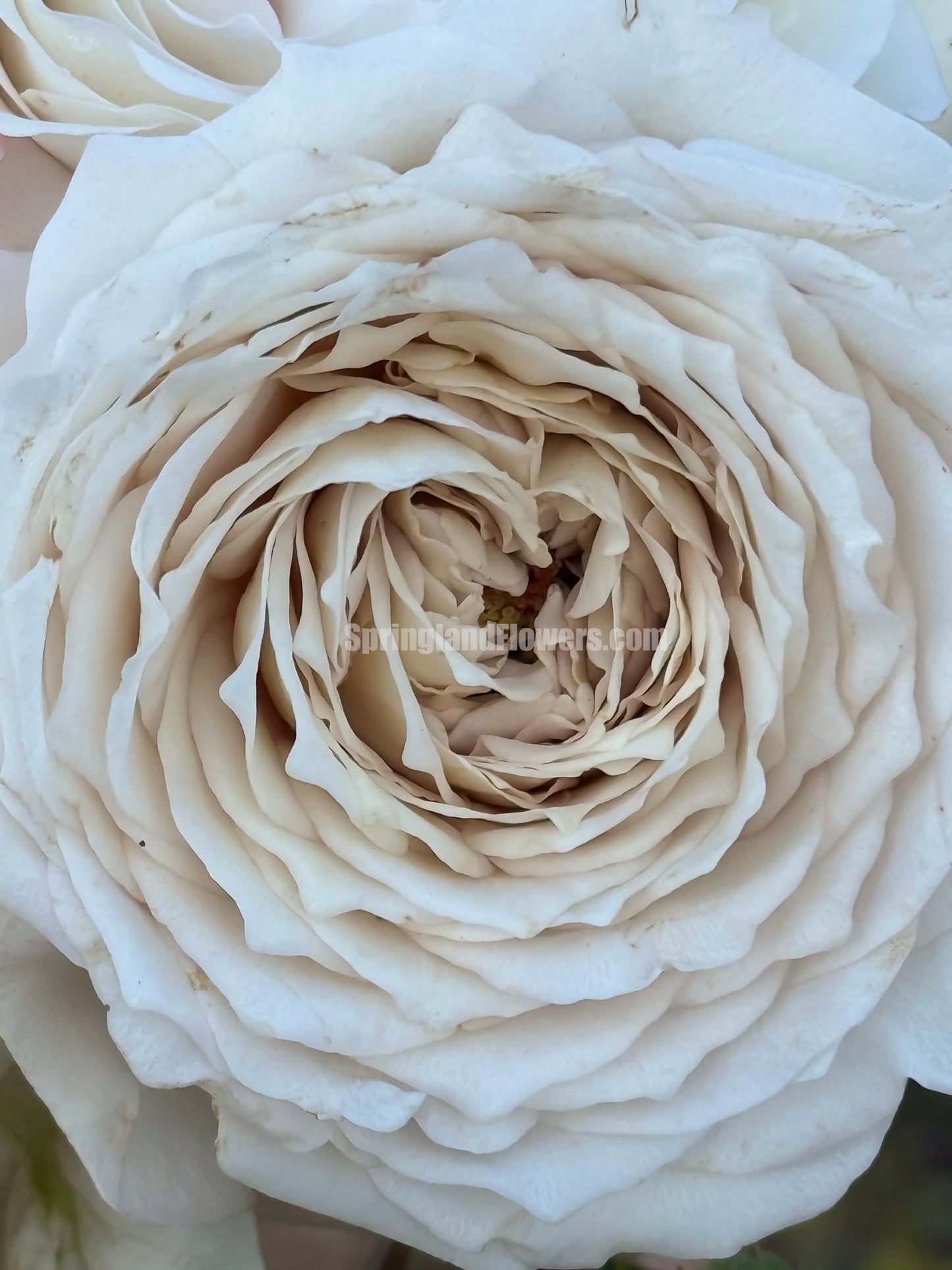#SPJ178,Milky Pearl 珍珠牛奶, Japanese Cutting Rose, Non-Grafted/Own Root.