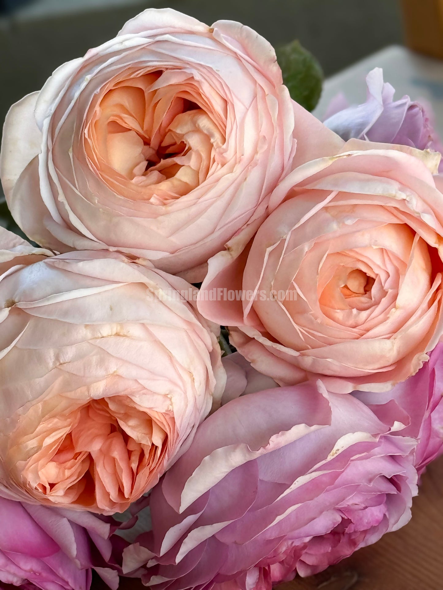 #SPJ033, Confiture 果酱, Japanese Florist Shrub Rose, Non-Grafted/Own Root.