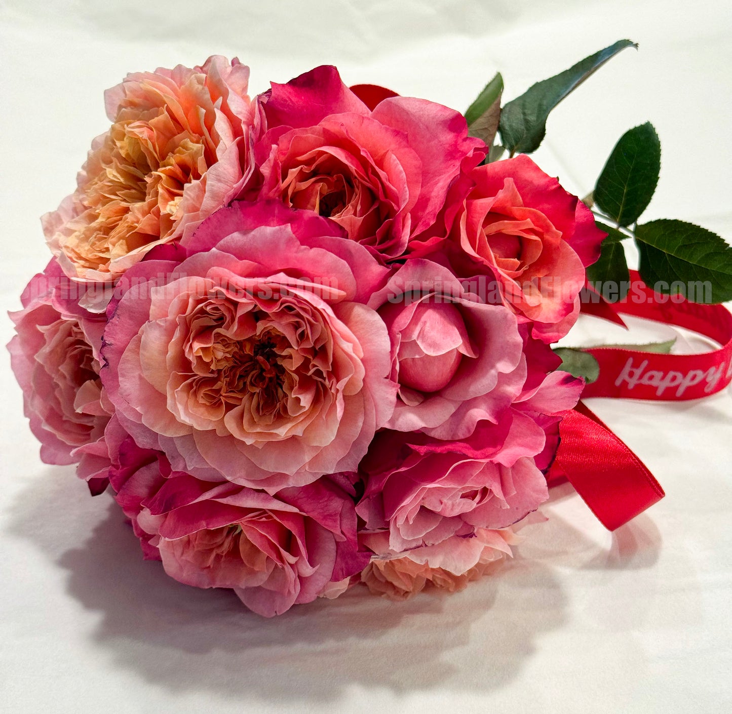 #SPJ035, Miyabi 雅,Florist Shrub Rose, Non-Grafted/Own Root.