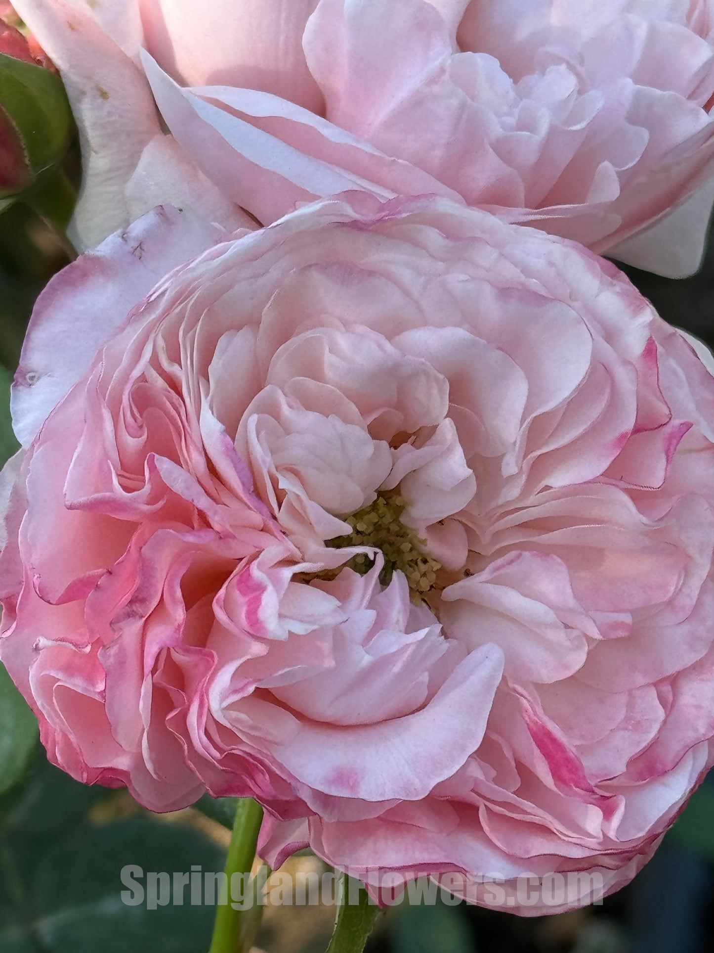 #SPC223,NEW 2022! Strawberry Droplet/FangZi 芳姿,Shrub Rose, 天狼月季,Strong Disease Resistance, Non-Grafted/Own Root.