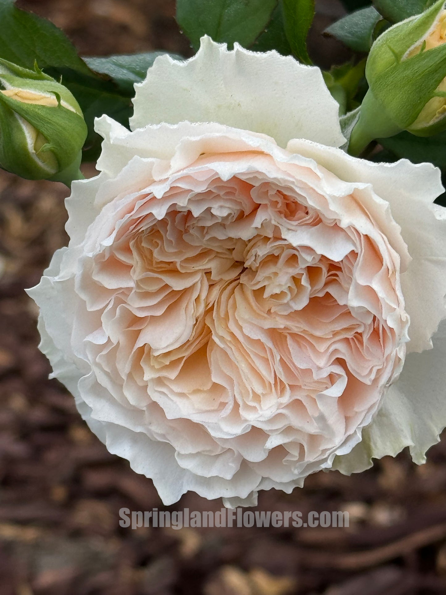#SPC215, HanXian 涵仙,Climbing and Shrub Rose, Non-Grafted/Own Root.