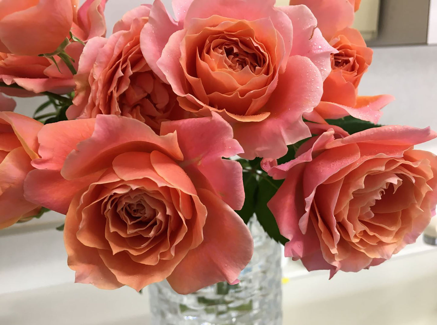 #SPJ070, Cheerleader 啦啦队长, Japanese Shrub Rose. Non-Grafted/Own Root.
