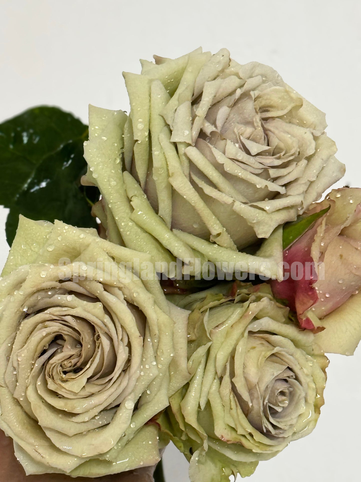 #SPN146,Wild Moss 野苔藓 ,Florist Shrub Rose,Non-Grafted/Own Root.