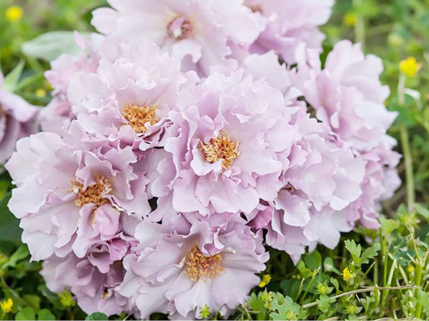 #SPJ052, Couture Rose Tilia 玫瑰时装, Japanese Floribunda Rose. Strong fragrance. Non-Grafted/Own Root.