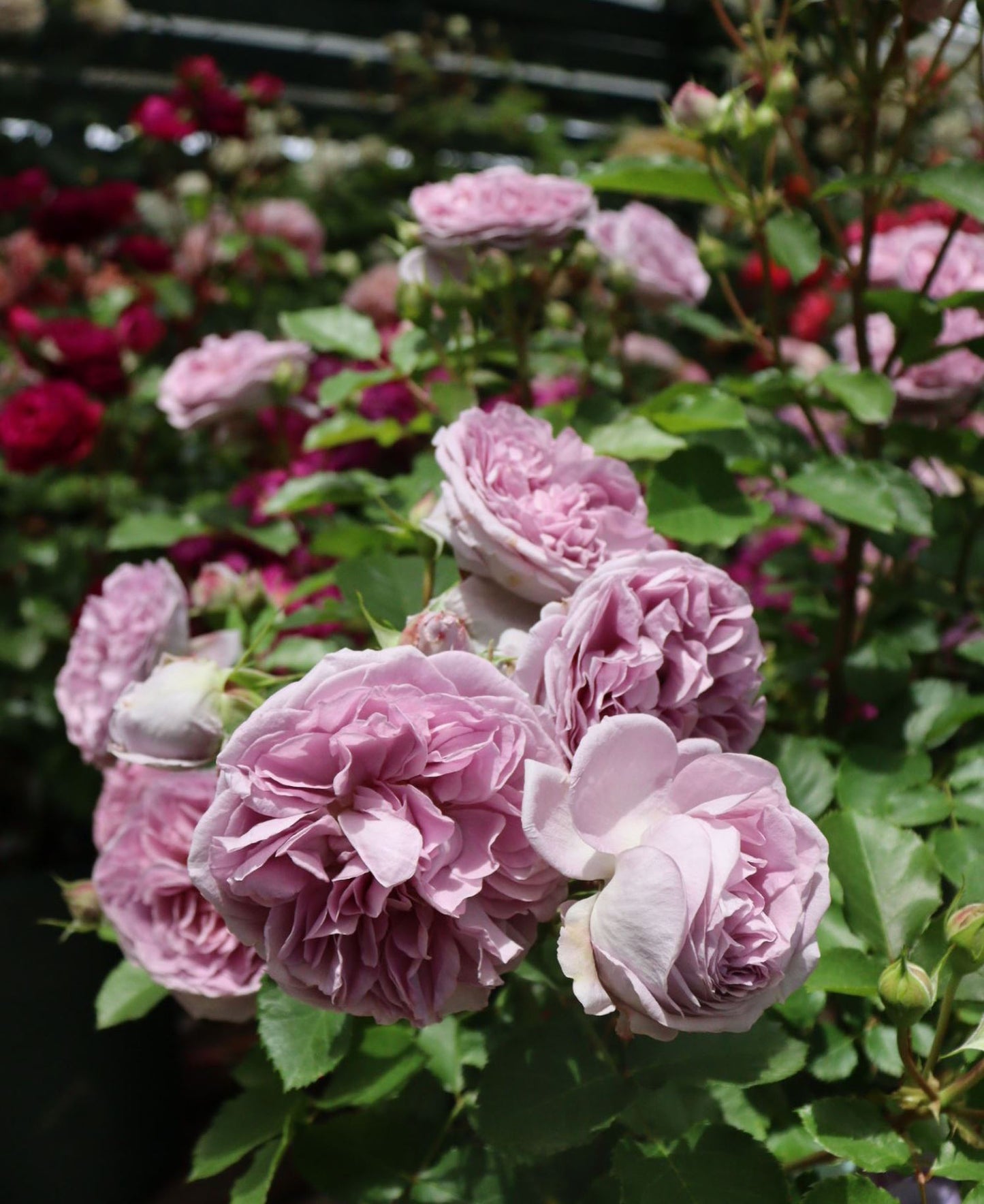 #SPJ132,NEW ! 2023. Rêverie 河本梦想, Japanese Floribunda Rose, Non-Grafted/Own Root.