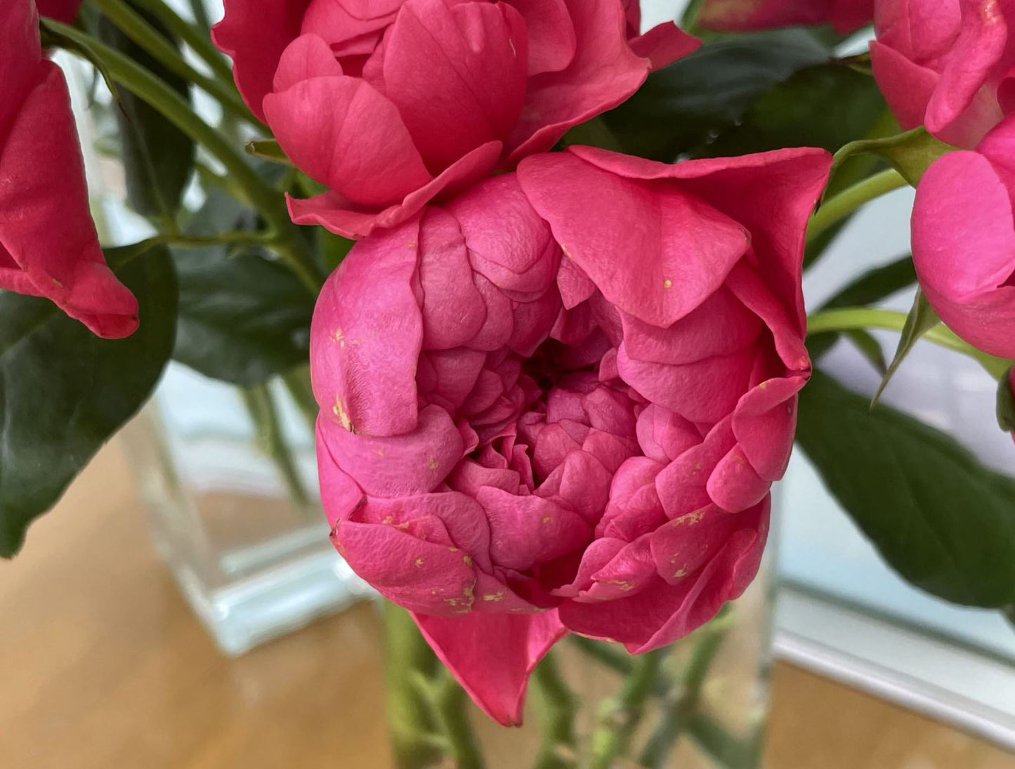 #SPJ140,Crenadine Rose 石榴汁玫瑰 ,Japanese Florist Shrub Rose, Non-Grafted/Own Root.
