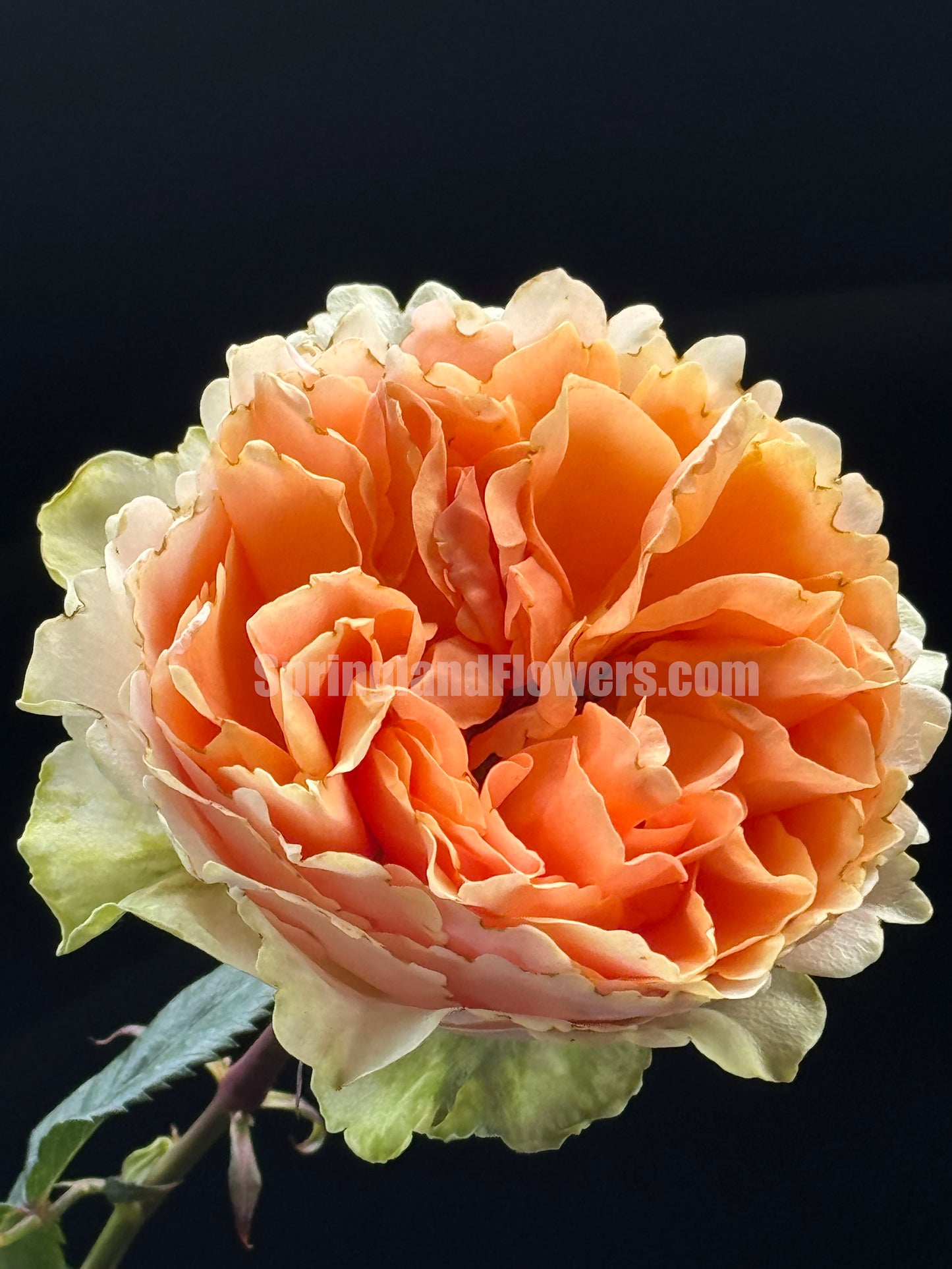 #SPN203,Cranberry 蔓越莓,Florist Shrub Rose, Non-Grafted/Own Root.