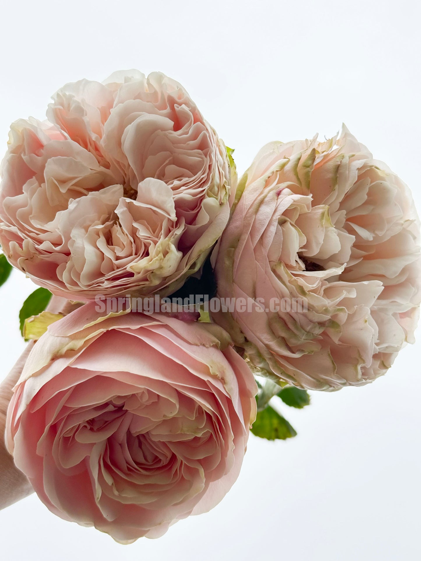 #SPN154, Extremely Similar to Unforgettable 难忘, Florist Shrub Rose, Non-Grafted/Own Root.