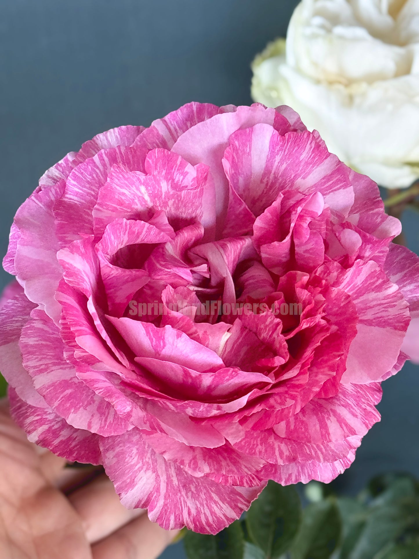 #SPJ170, Yves Splash 伊芙飞溅 , Japanese Shrub Rose, Strong Fragrance, Non-Grafted/Own Root.