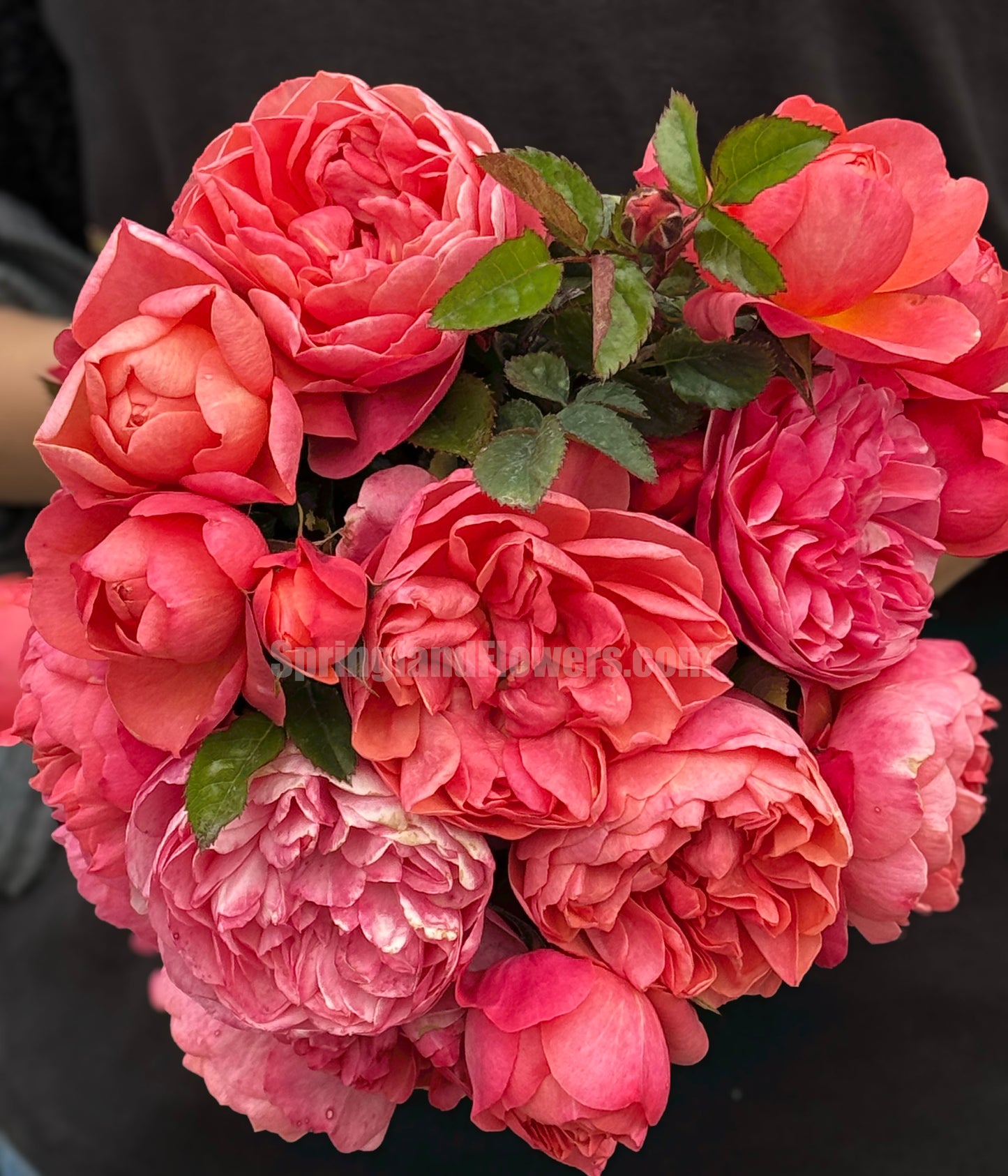 Grapefruit Terrace 血橙果汁阳台, Floribunda Rose, Non-Grafted/Own Root.Yearlong flower buds. Perfect for small gardens.