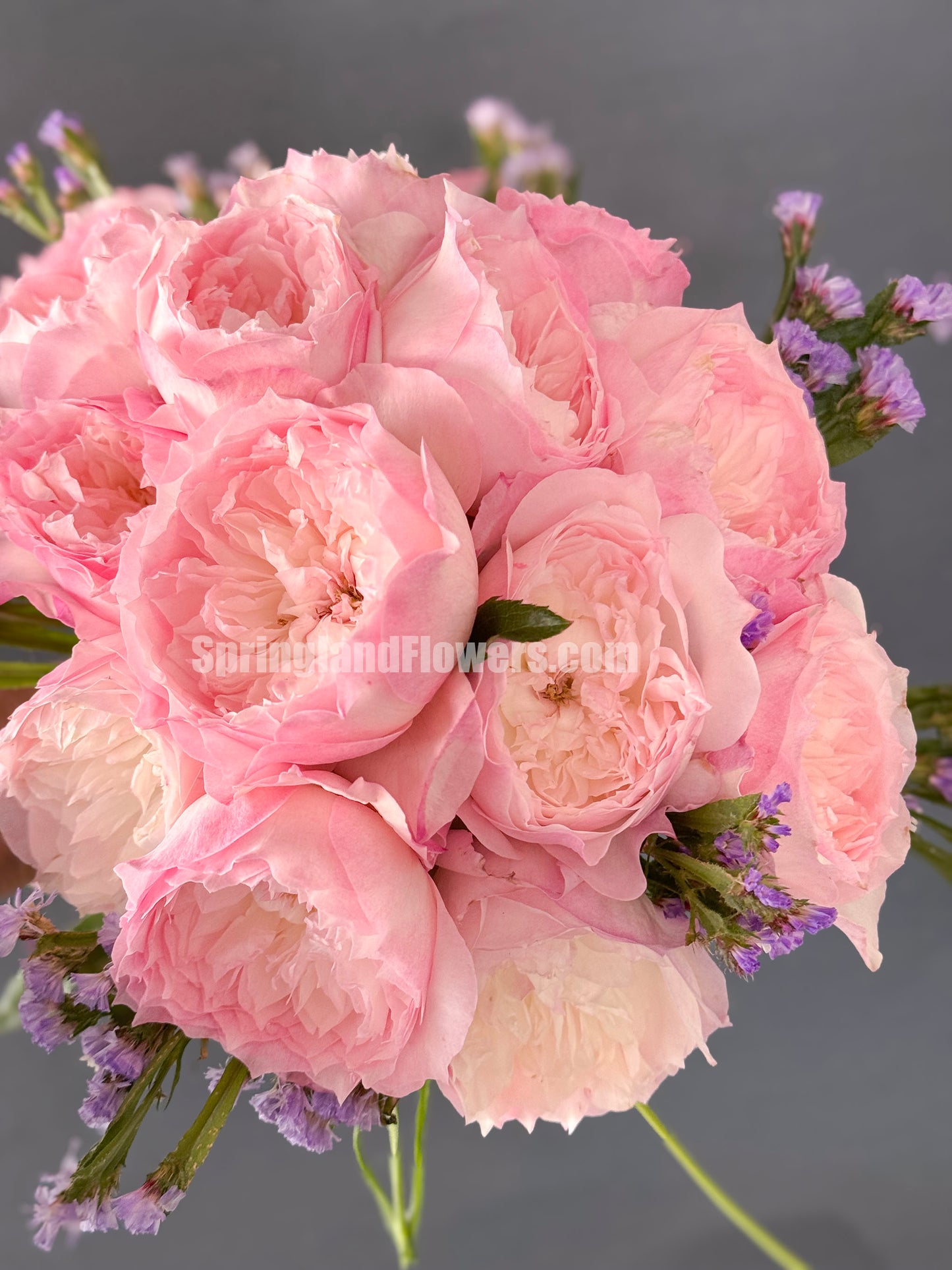 #SPJ093,extremely similar to Le Rire 乐咲, Japanese Florist Shrub Rose. Strong Fragrance,Thornless, Heat-tolerant, disease-resistant, Non-Grafted/Own Root.