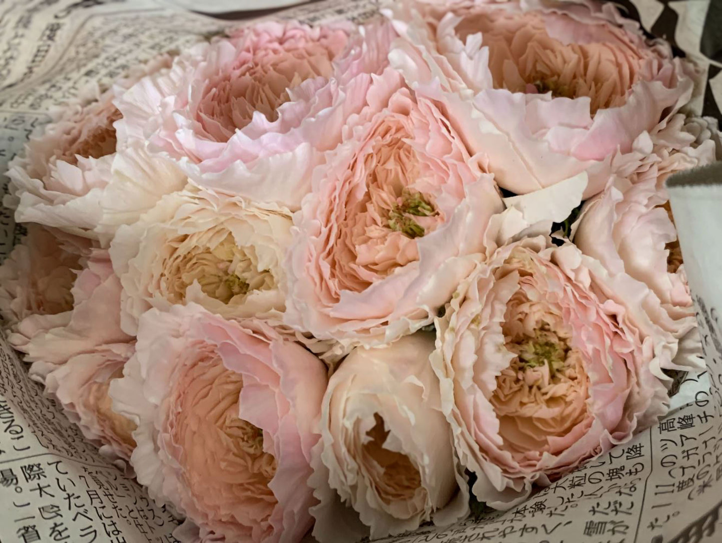 #SPJ151, Extremely Similar to Tsumugi-Hirari 紬-轻柔, Japanese Florist Shrub Rose, Non-Grafted/Own Root.