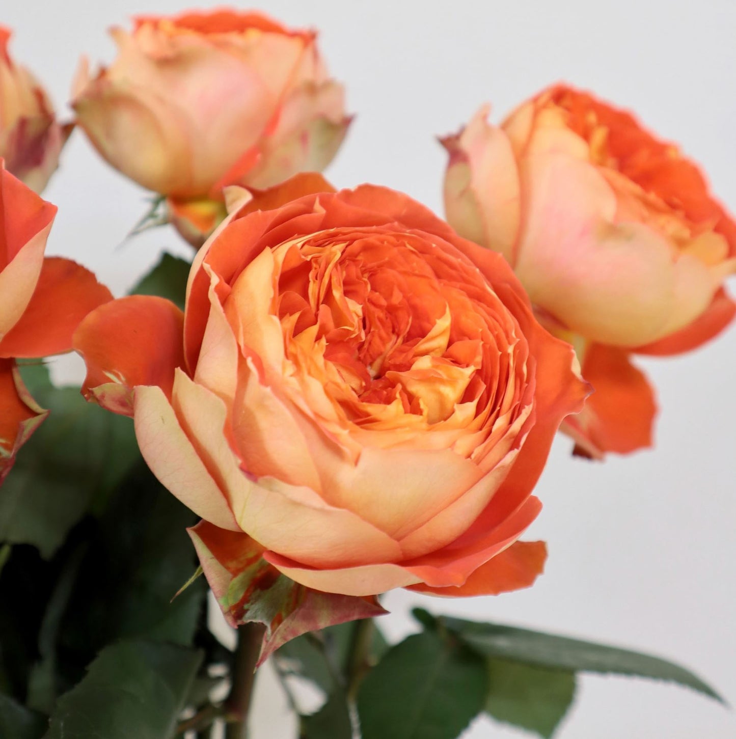 #SPJ131,Arancia 橙意,Japanese Floribunda Rose, Non-Grafted/Own Root.