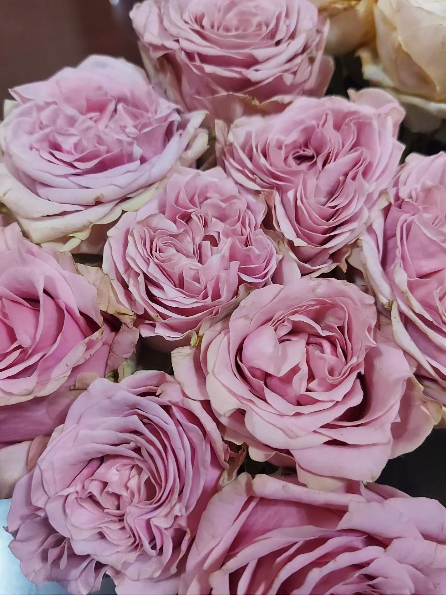 #SPN149,Retro Love 复古爱情,Netherlands Florist Shrub Rose,Heat-tolerant, Non-Grafted/Own Root.