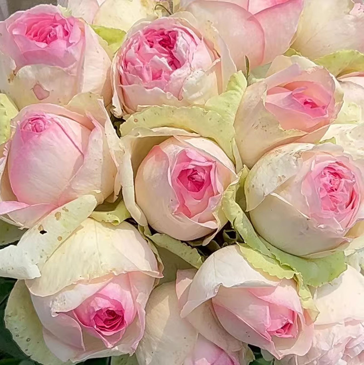 #SPJ179,Mona Lisa 蒙娜丽莎, Japanese Shrub Rose, Non-Grafted/Own Root.