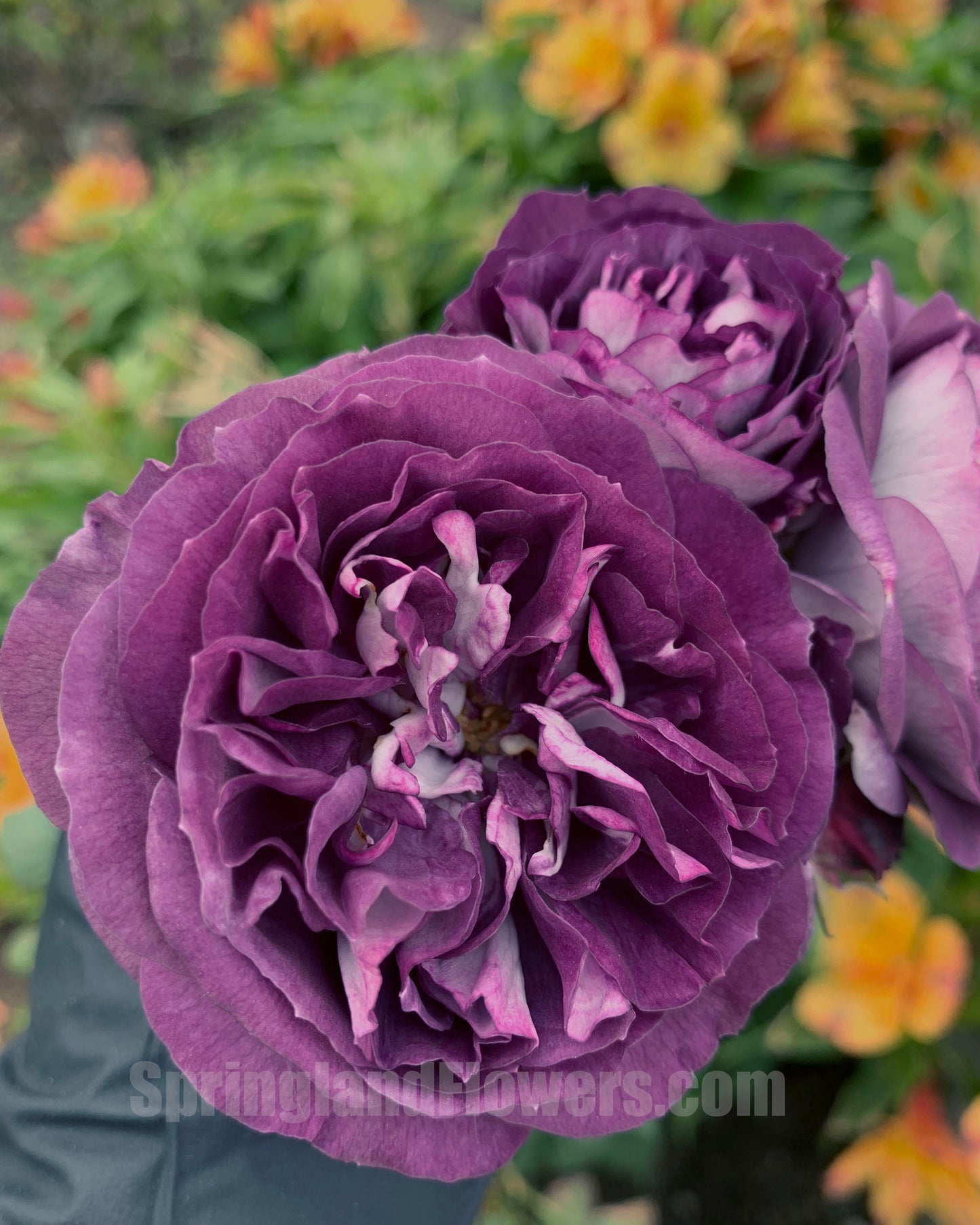 #SPJ099,Rinaldo 圣十字军, Japanese Shrub Rose, Non-Grafted/Own Root.
