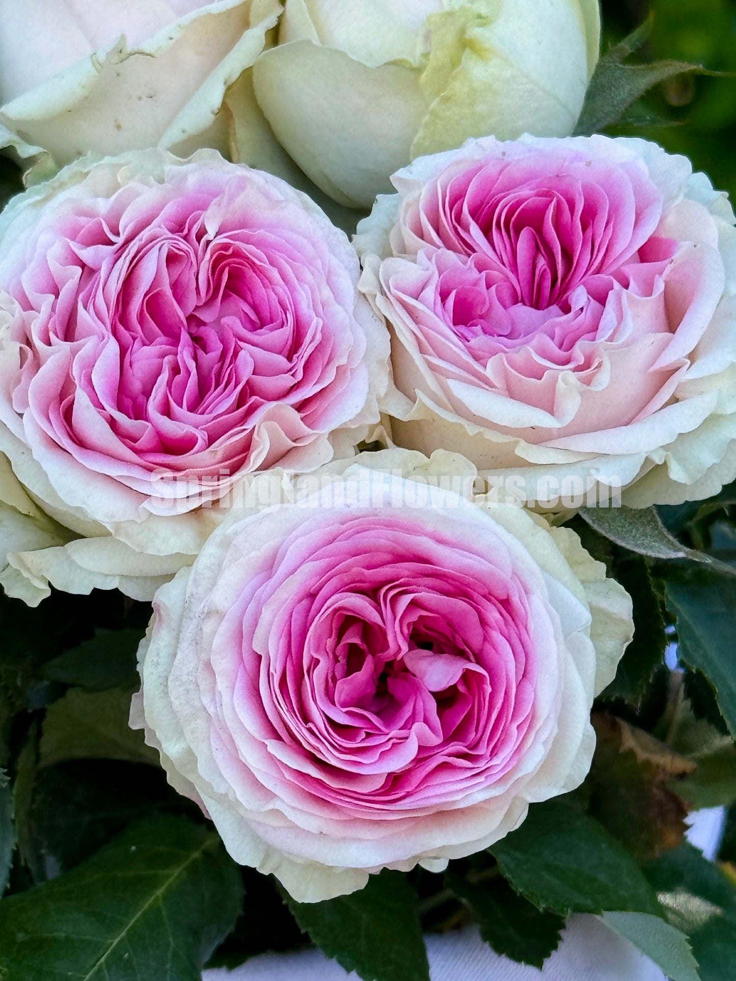 #SPN057,extremely similar to Gelato 冰淇淋, Netherlands Florist Floribunda Rose,Heat-tolerant, disease-resistant, Non-Grafted/Own Root.