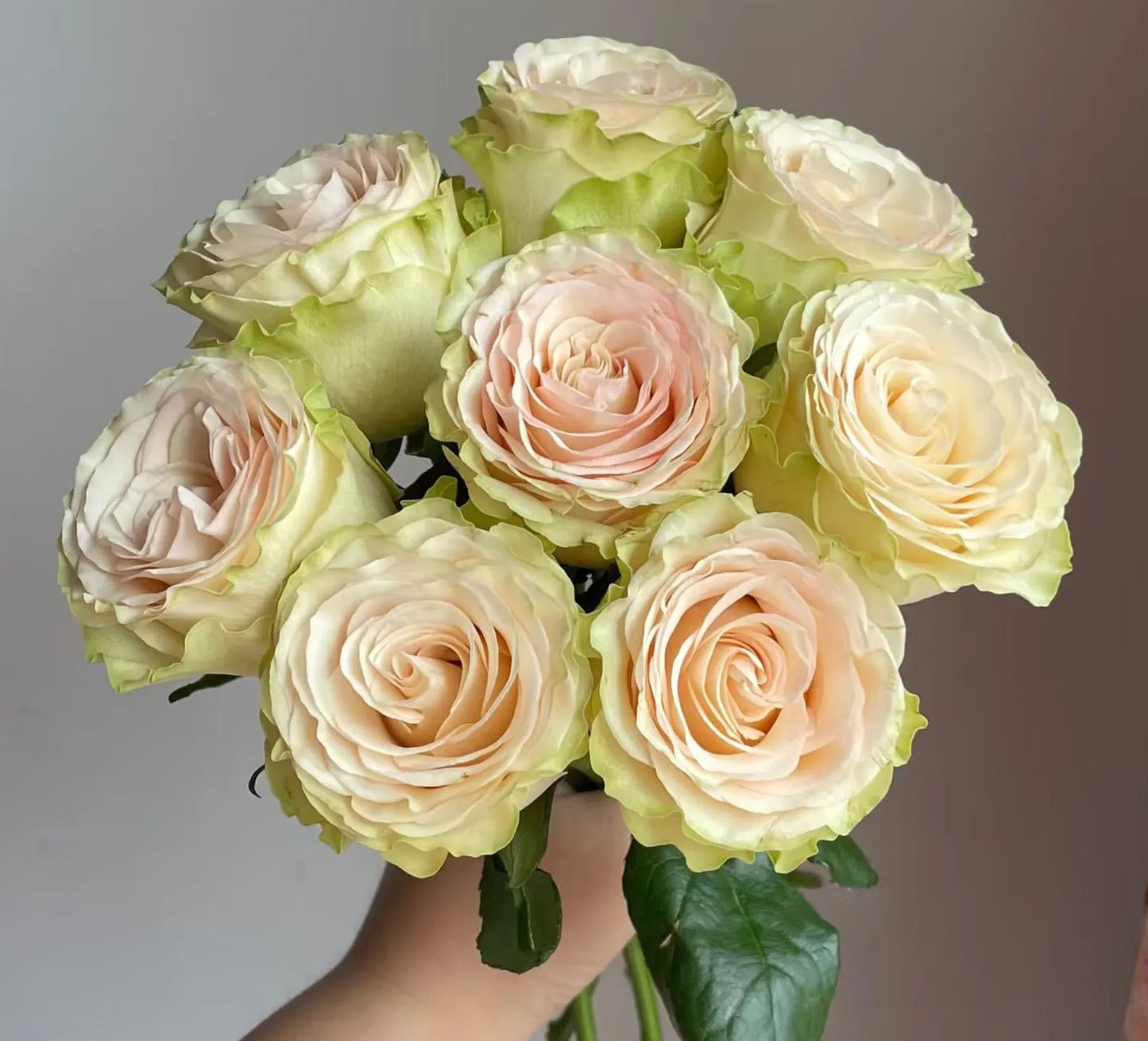 #SPN118,extremely similar to Dynamic 琉璃翠, Netherlands Florist Shrub Rose.