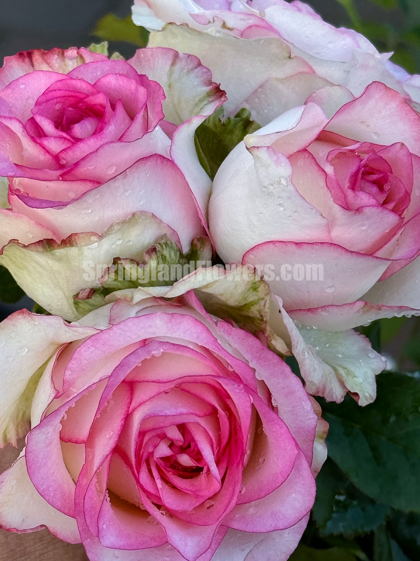 #SPN076, Jumilia 艾莎 ,Florist Shrub Rose, Non-Grafted/Own Root.