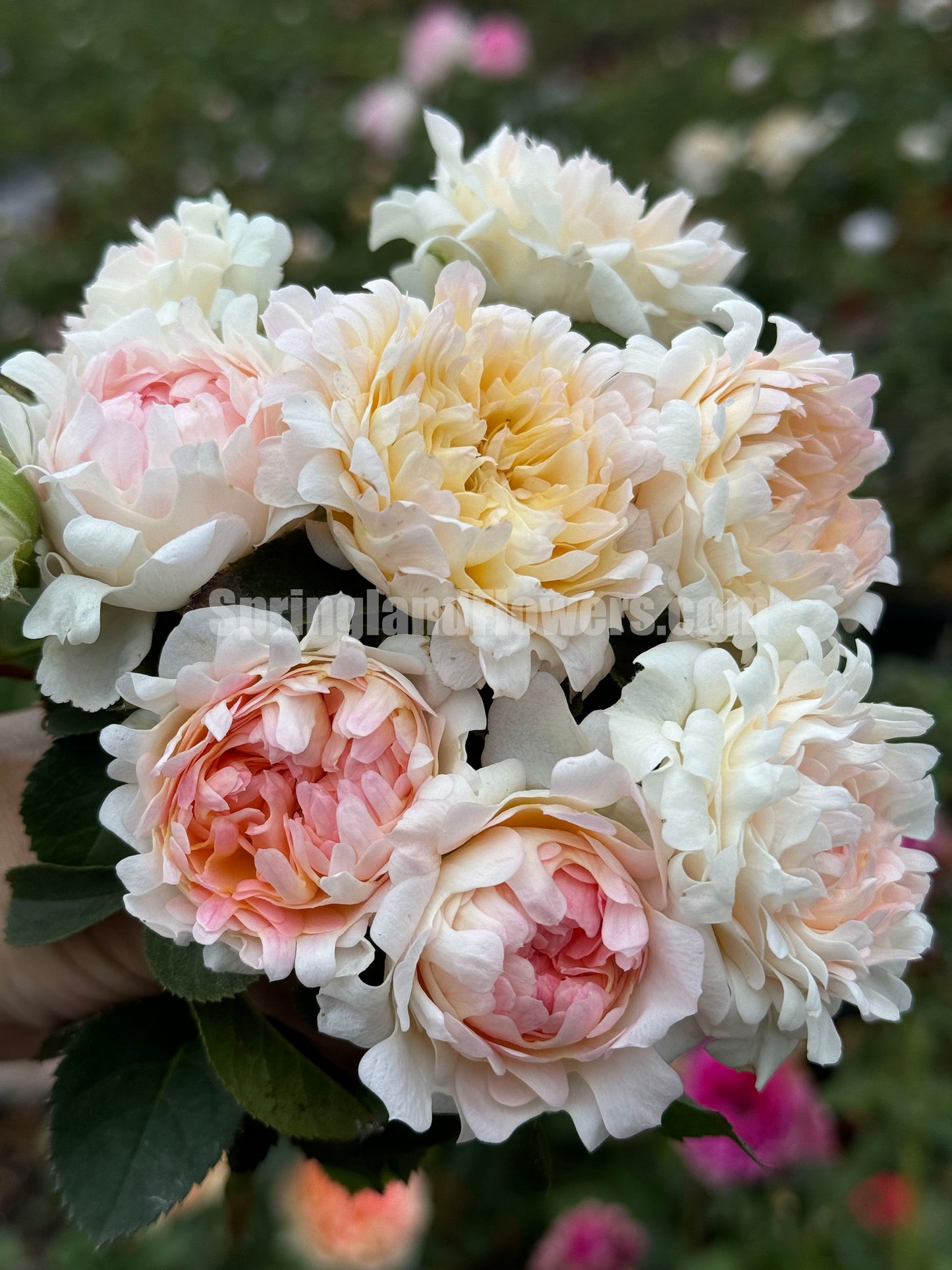 #SPN220, Peach Anemone 桃子海葵 , Shrub Rose,Heat-tolerant, disease-resistant, Thornless, Non-Grafted/Own Root.
