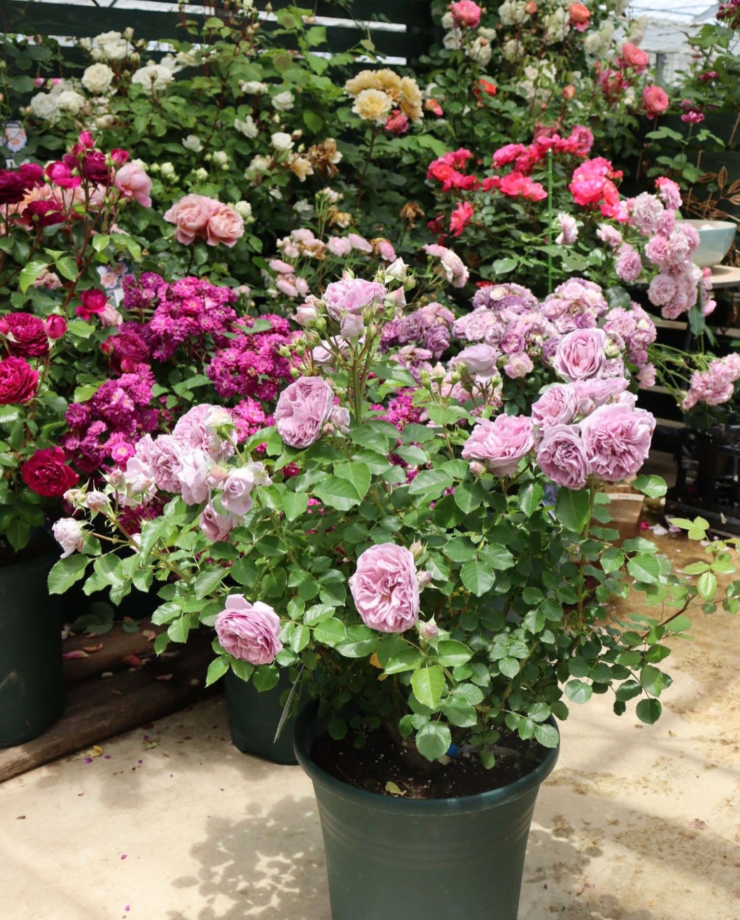 #SPJ132,NEW ! 2023. Rêverie 河本梦想, Japanese Floribunda Rose, Non-Grafted/Own Root.