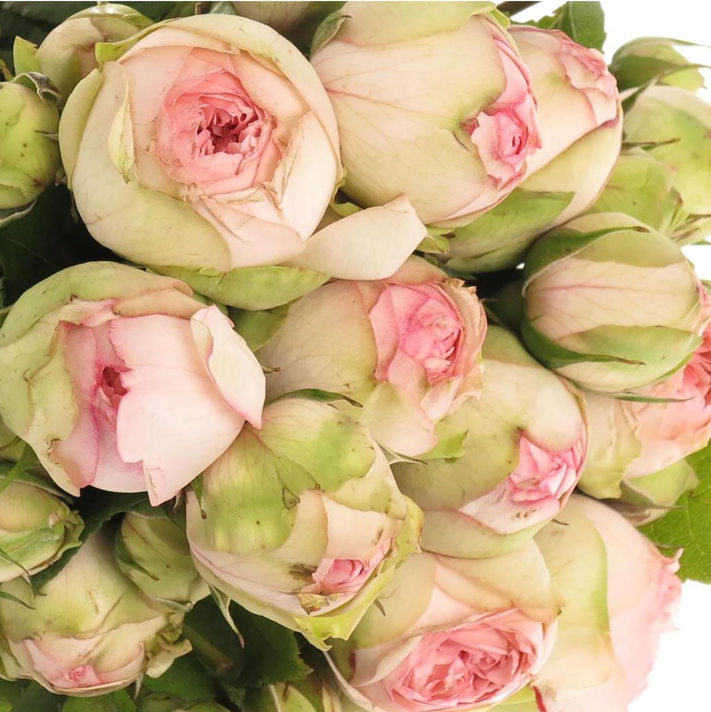 #SPG031,Charming Piano 妩媚钢琴, German Florist Shrub Rose, Non-Grafted/Own Root.