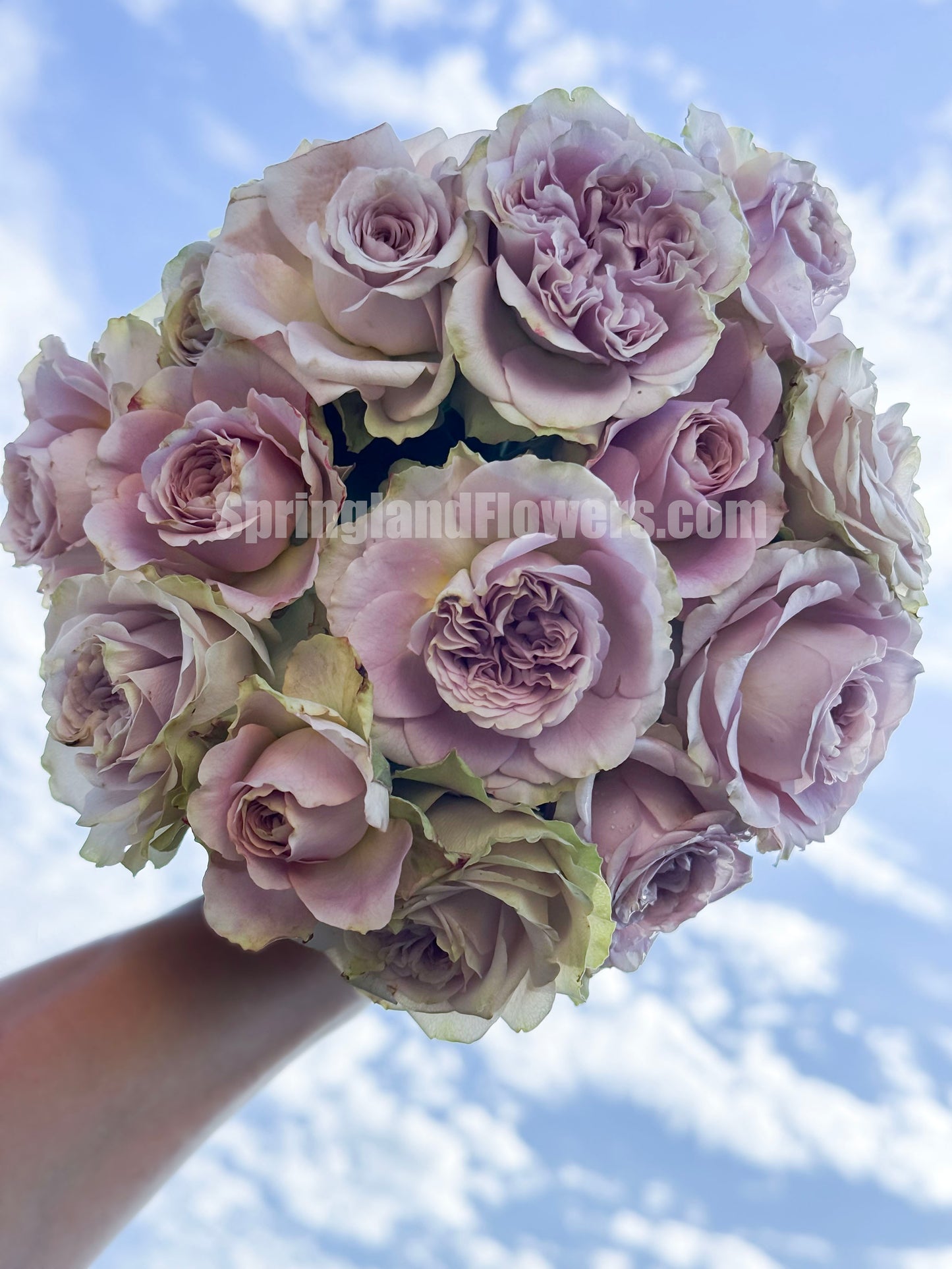 #SPJ277, Always on your side 一直在你身边, Japanese Florist Shrub Rose, Non-Grafted/Own Root.