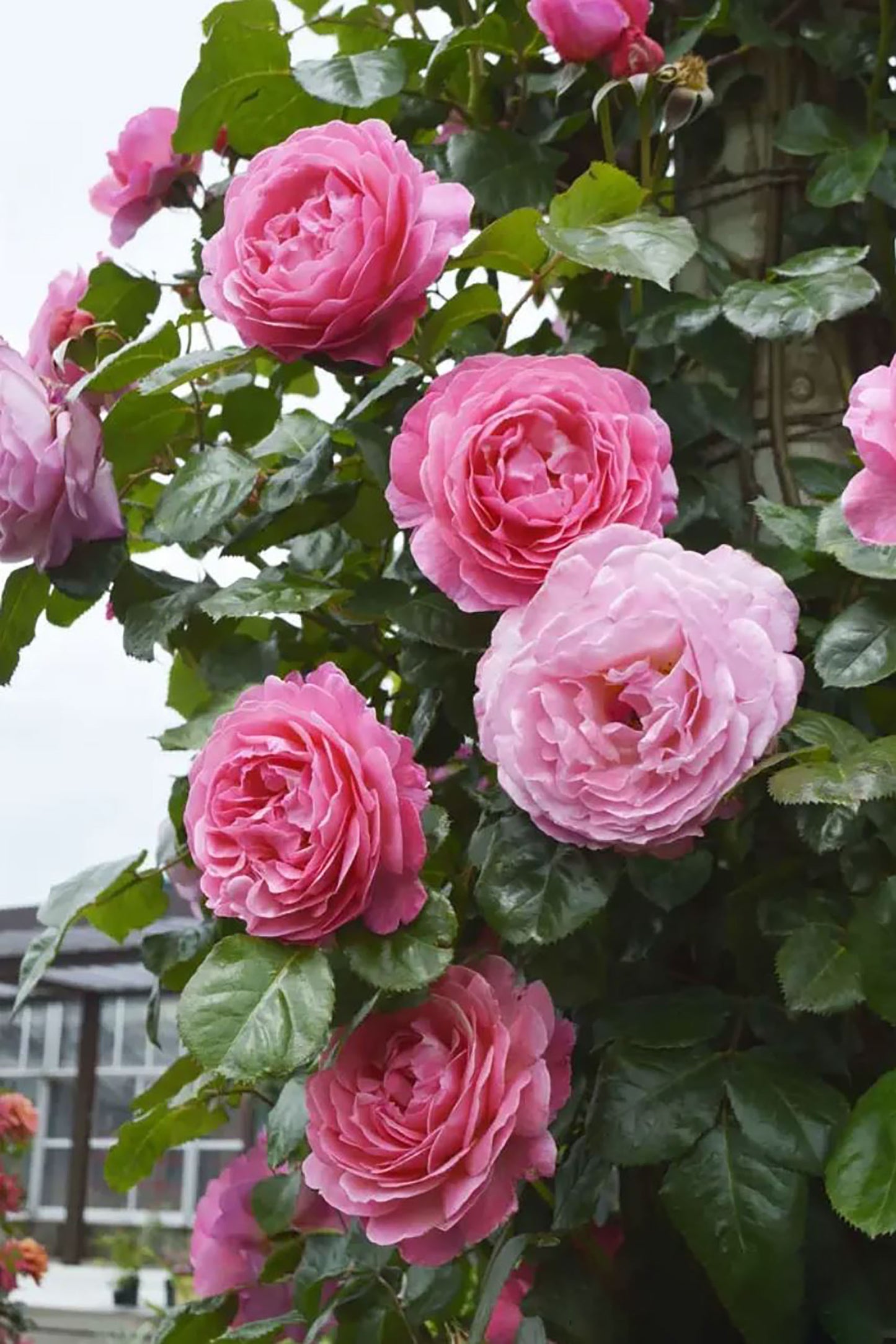#SPG045,extremely similar to Flora Colonia 科隆百花园, German Climbing & Shrub Roses, Large, Strong fragrance.Heat-tolerant, disease-resistant, Non-Grafted/Own Root.